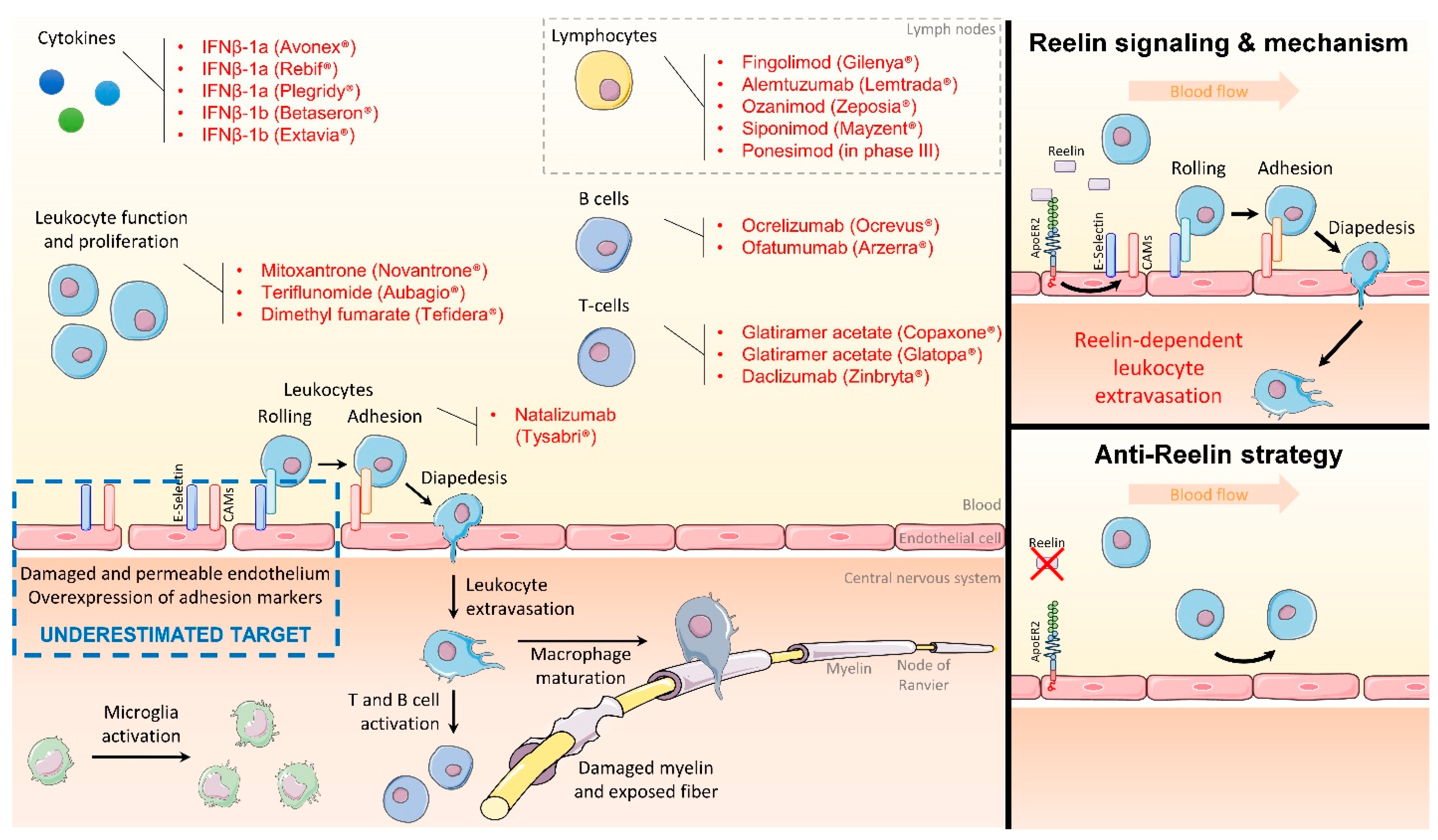 Immuno 02 00032 g001