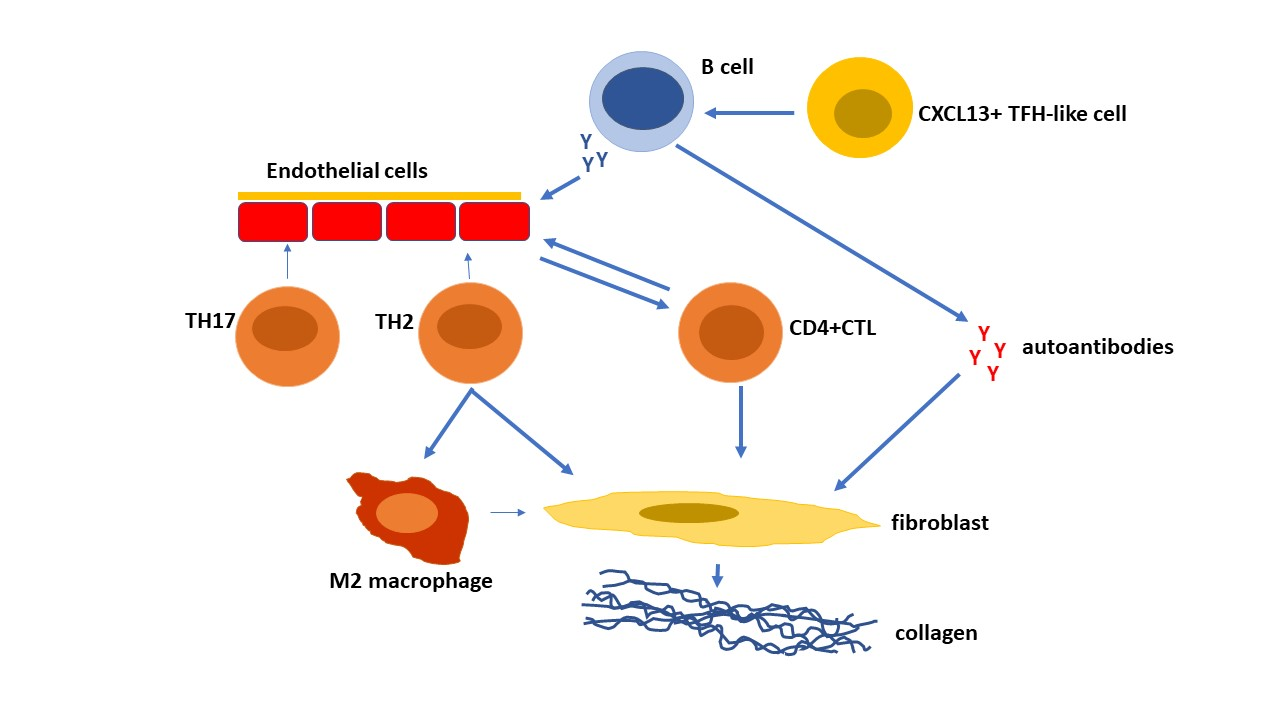 Immuno | Free Full-Text | The Role of T Cells in Systemic Sclerosis: An ...