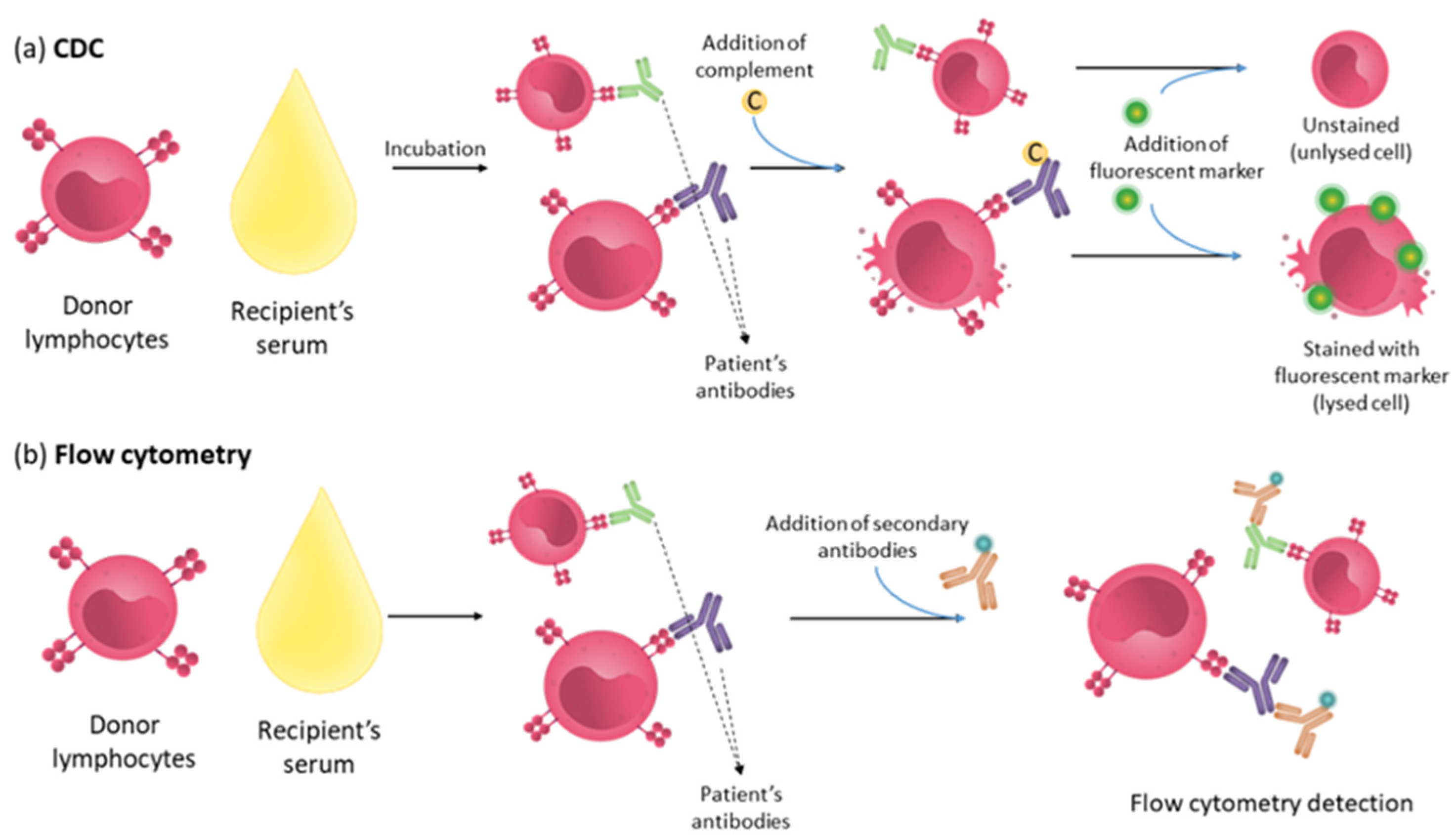 Immuno Free FullText Role of the Immune System in Renal