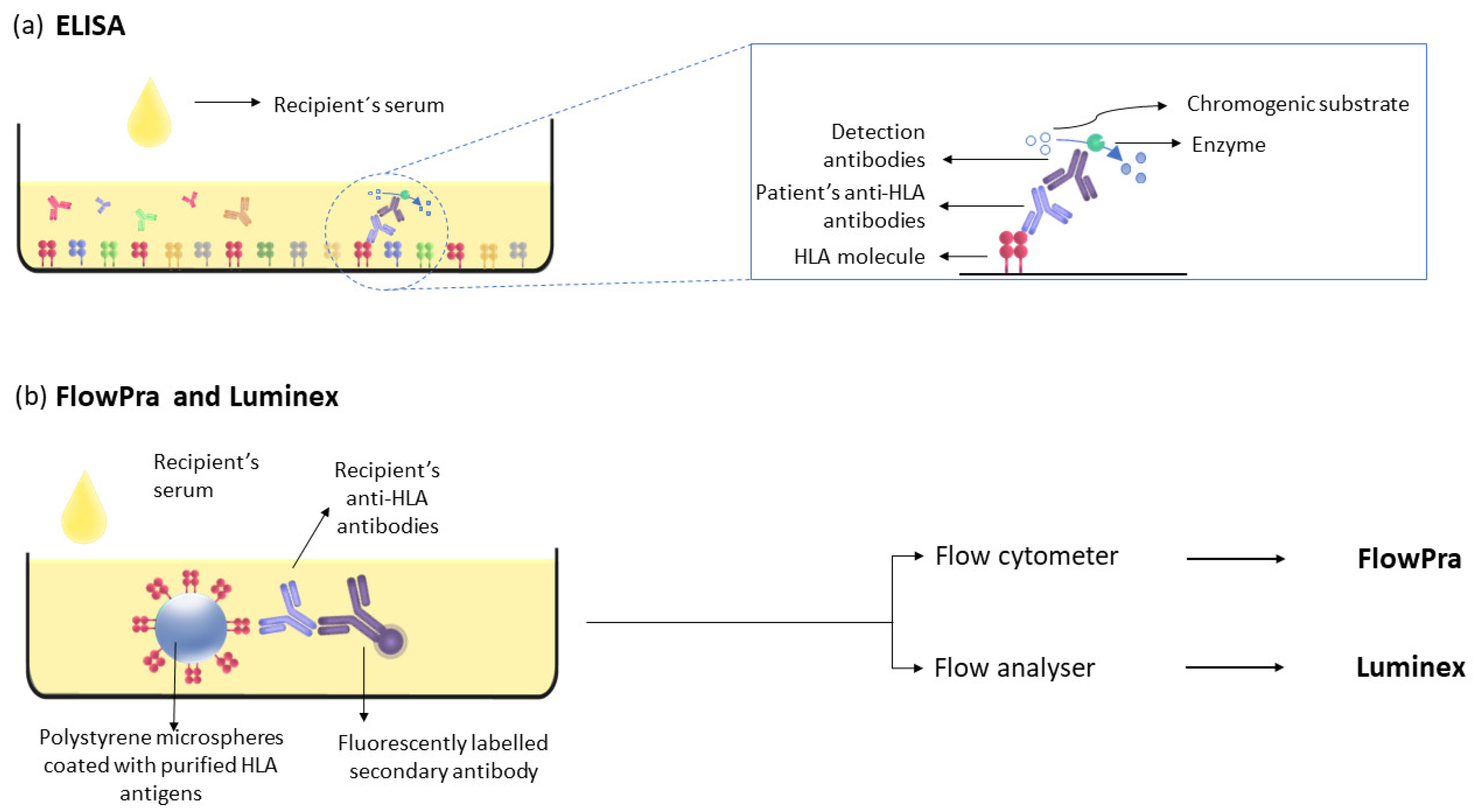 Immuno 02 00035 g003