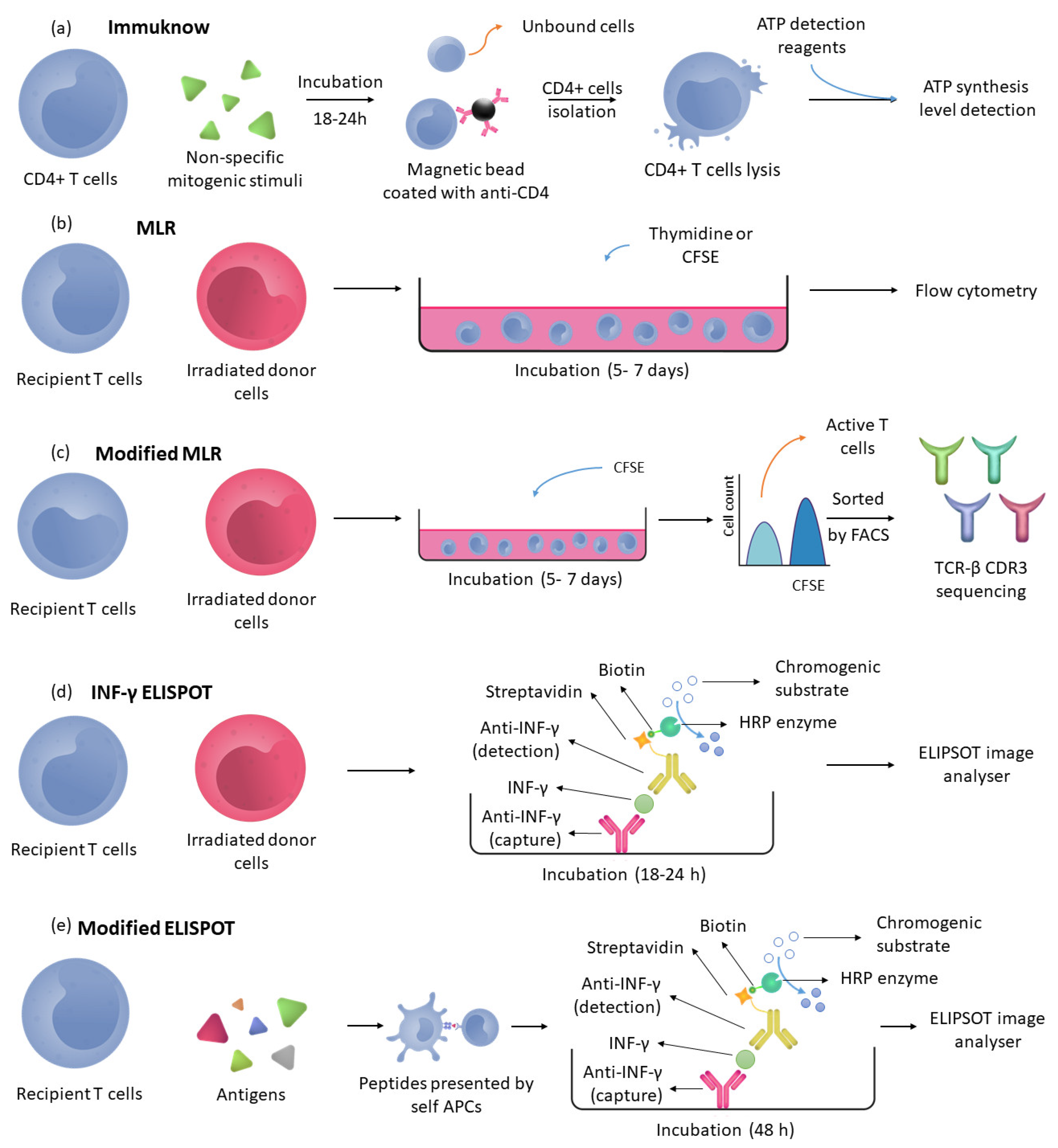 Organ Transplant Success: How Immunosuppressants Prevent Rejection - f3mwks6