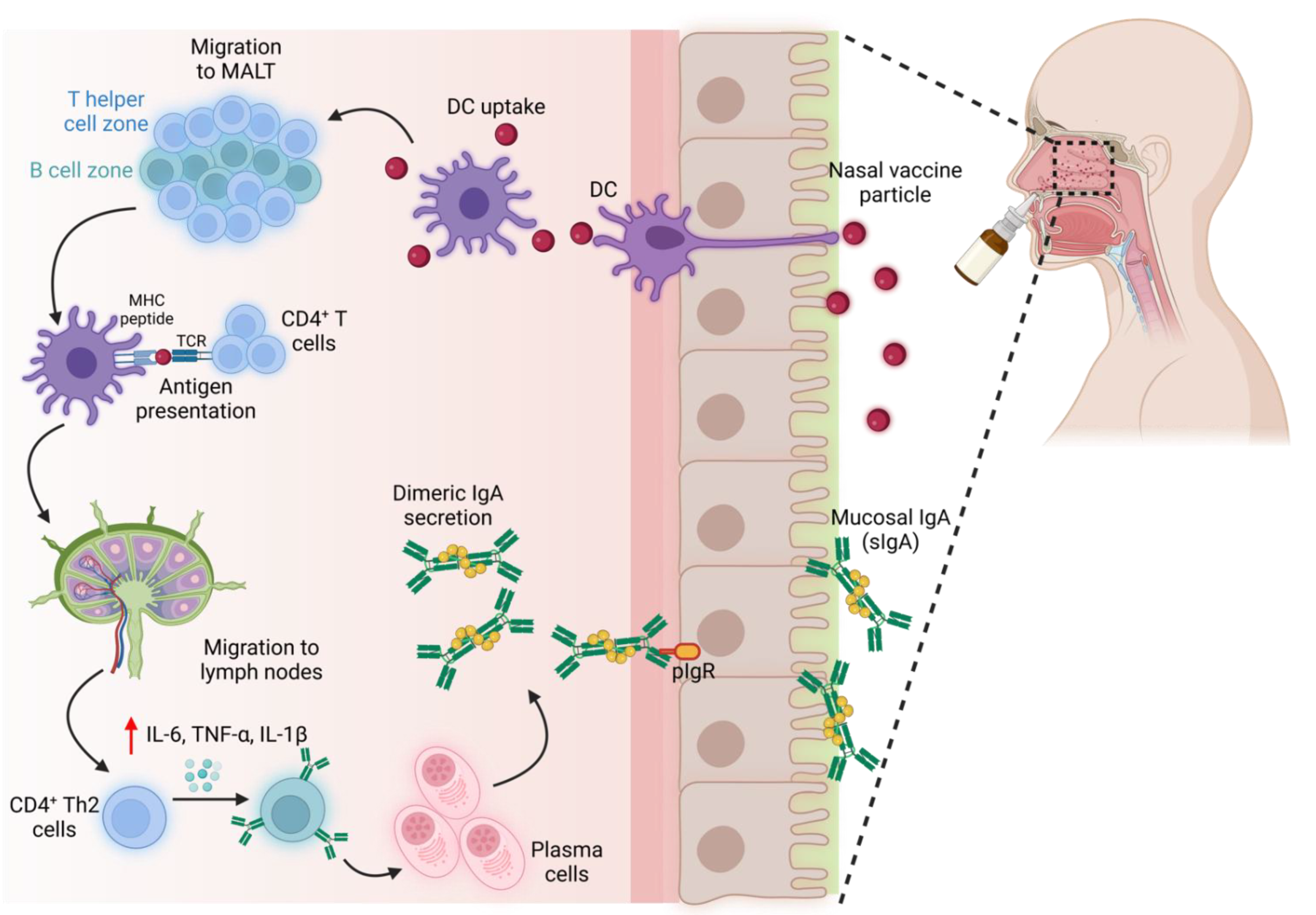 Immuno 02 00036 g003
