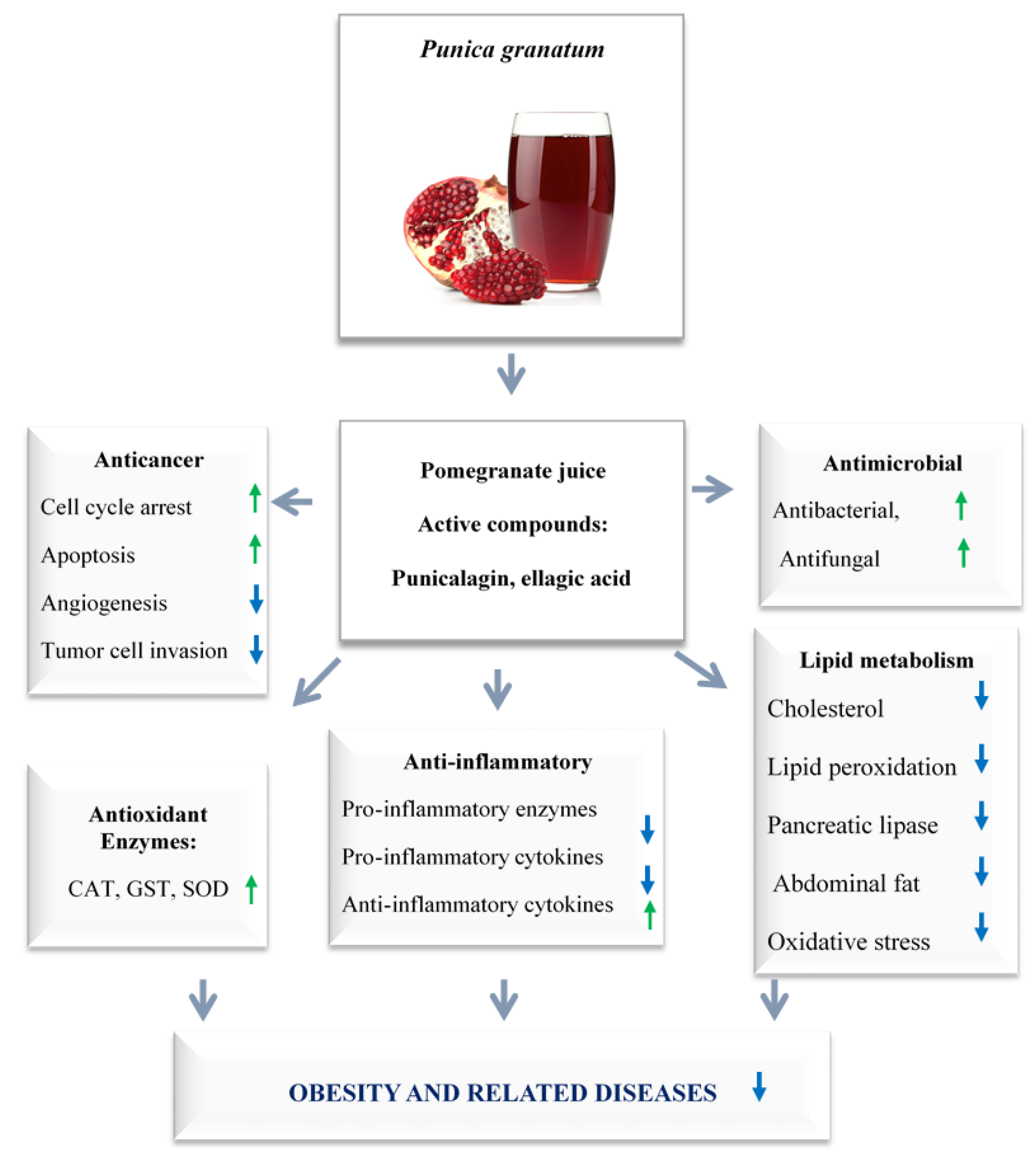 Immuno 02 00038 g003