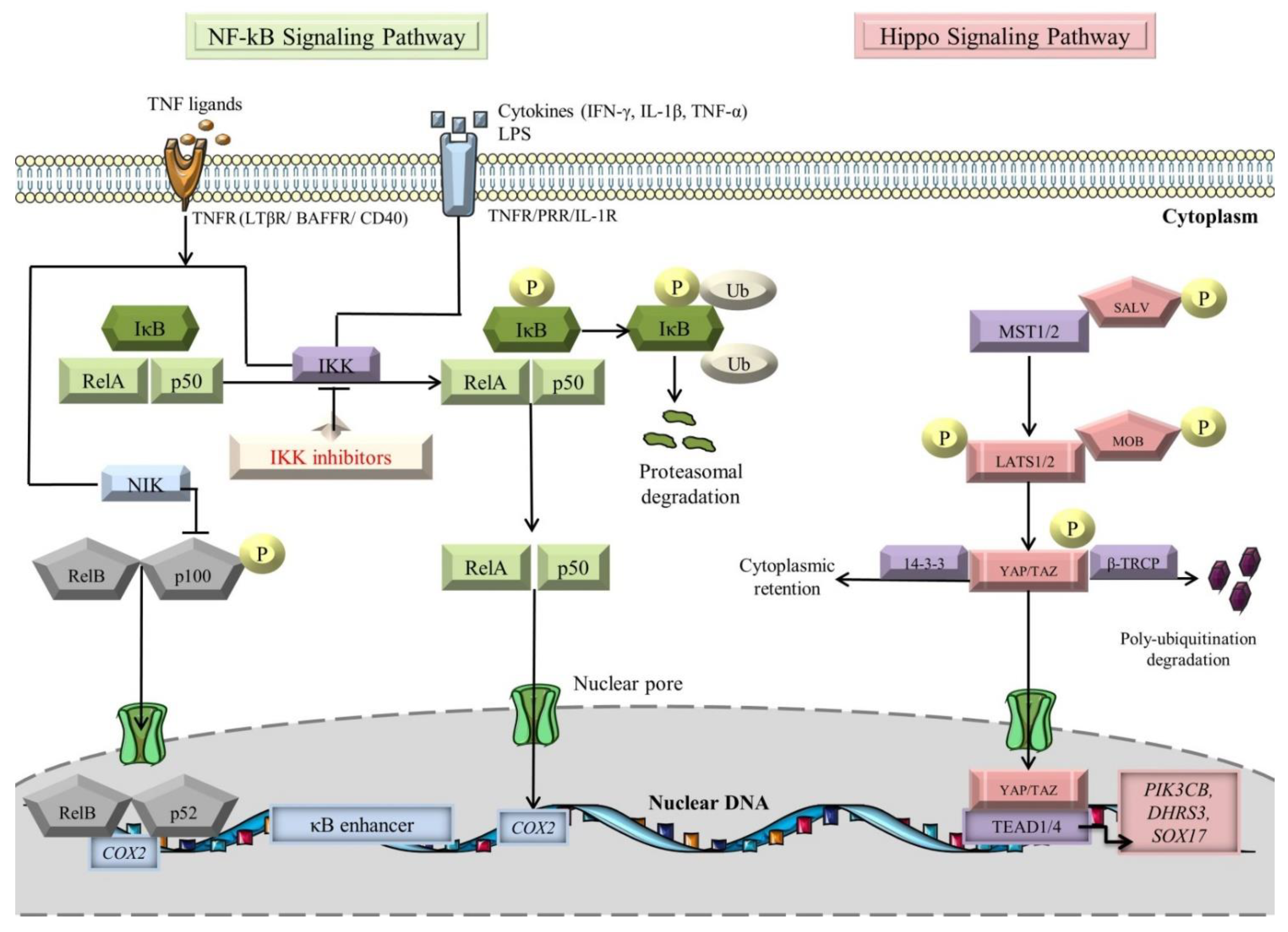 Immuno 02 00039 g001 Immuno 02 00039 g001