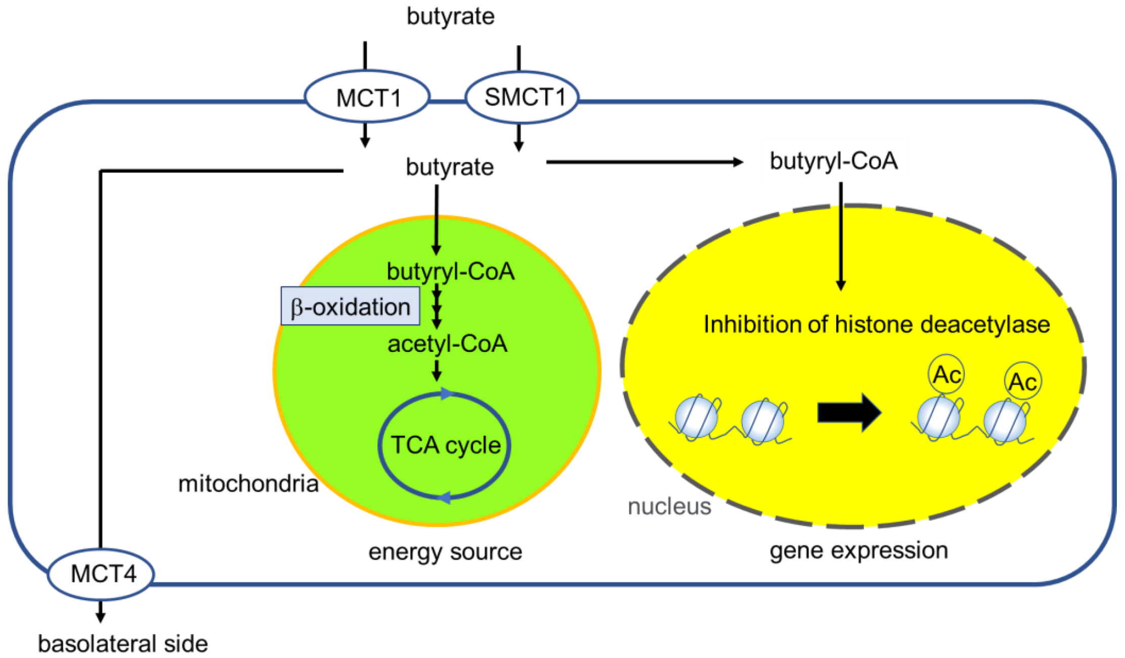 Immuno 02 00042 g001 Immuno 02 00042 g001