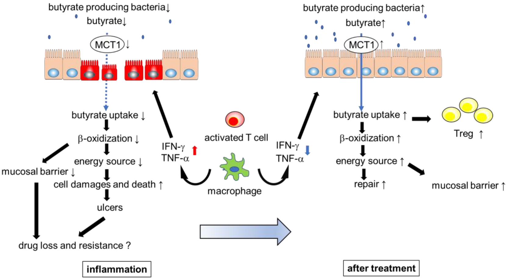 Immuno 02 00042 g002 Immuno 02 00042 g002