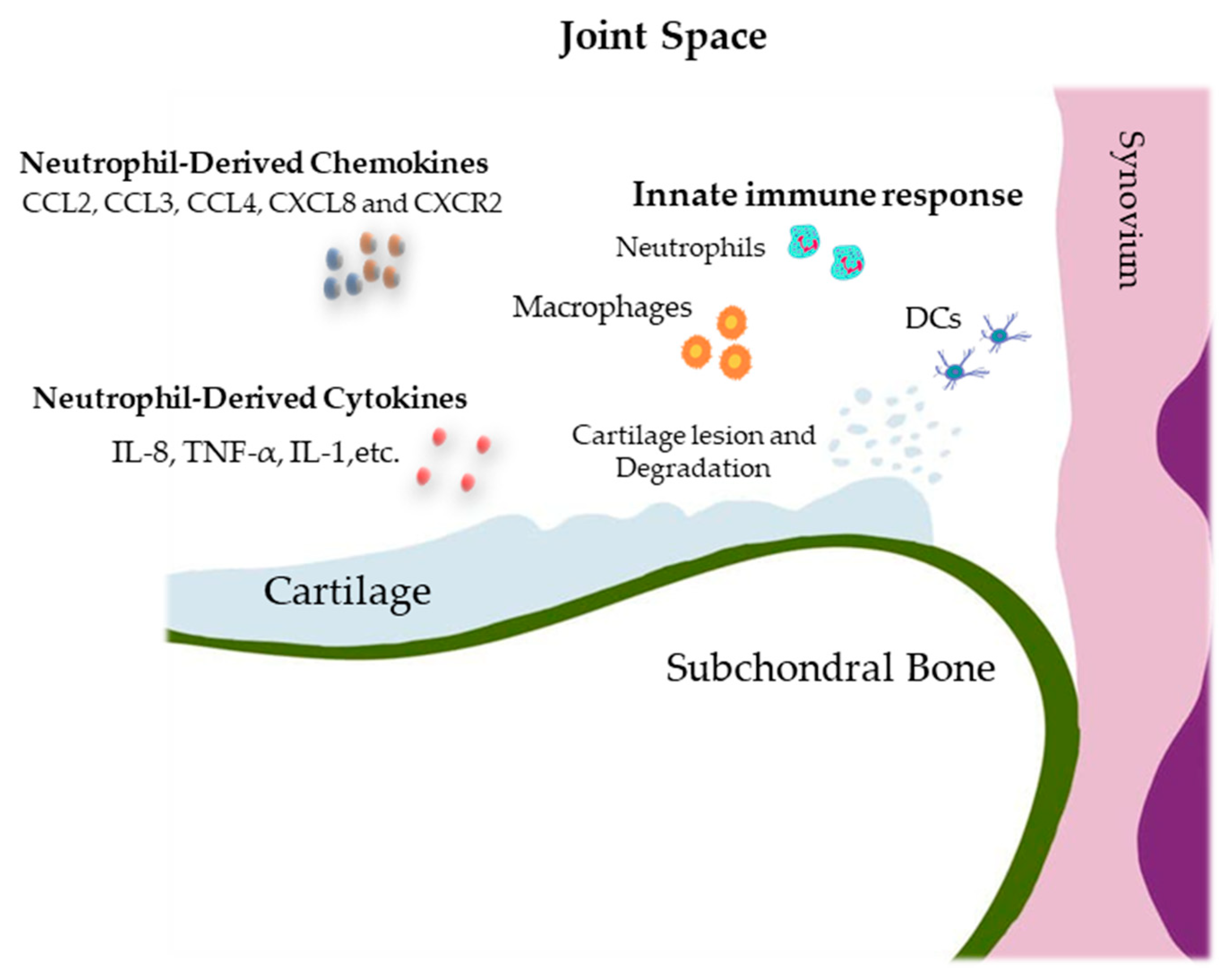 Immuno 03 00017 g001