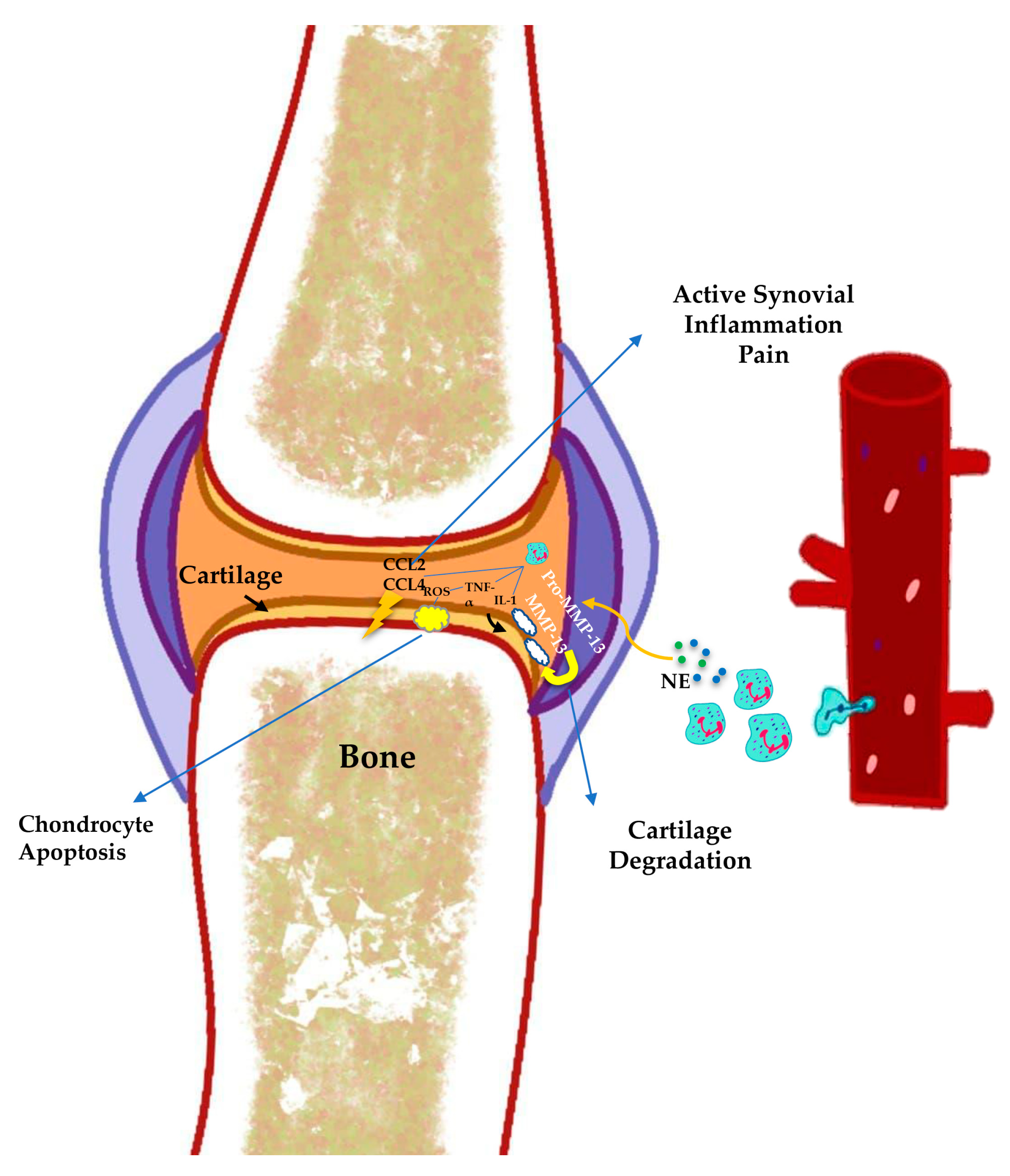 Immuno 03 00017 g002