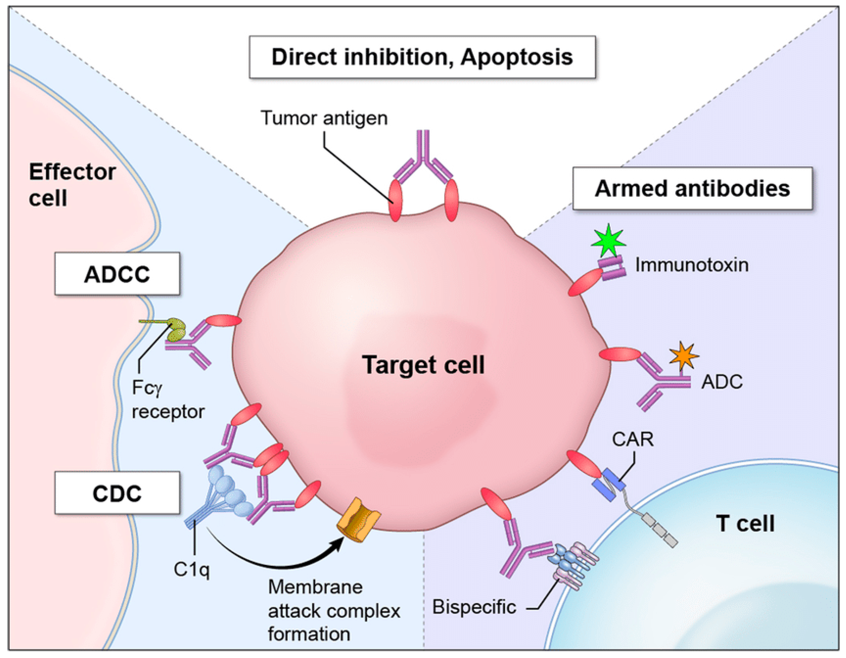 Immuno 03 00021 g004