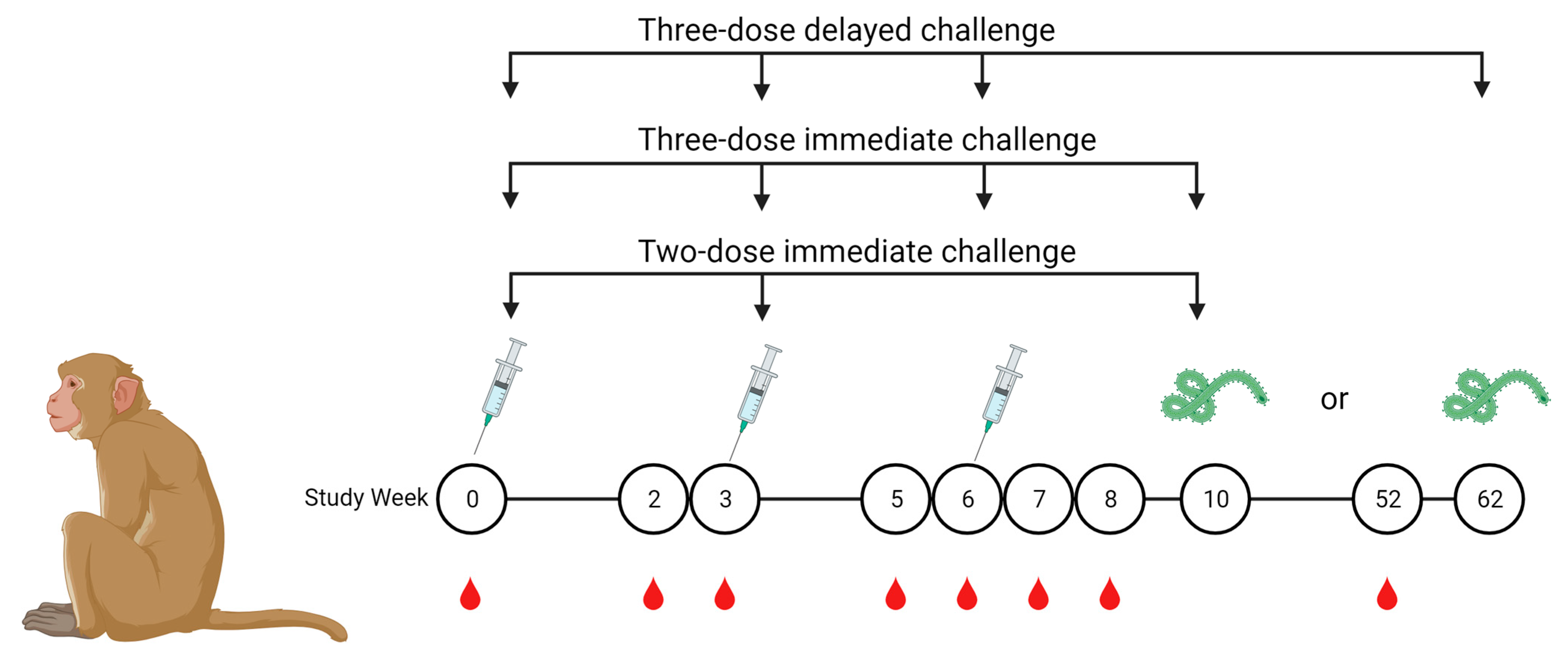 Delayed booster dosing improves human antigen-specific Ig and B