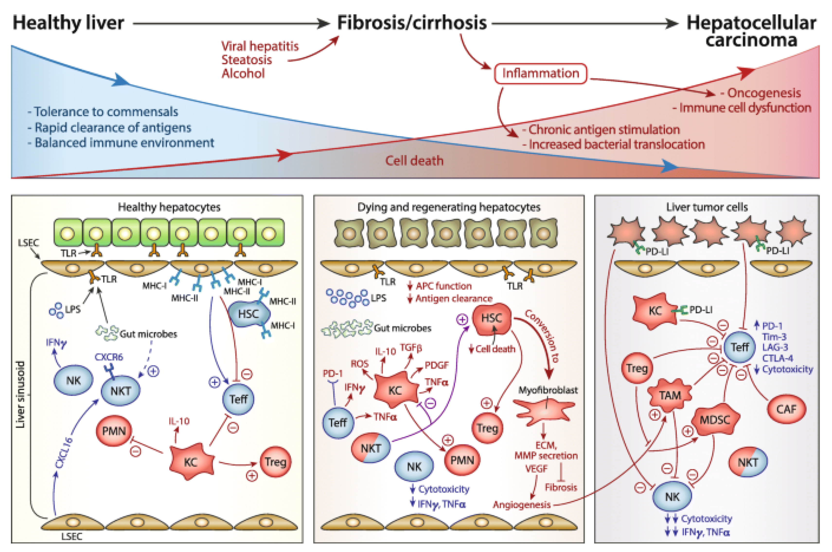 Immuno 03 00023 g002 Immuno 03 00023 g002