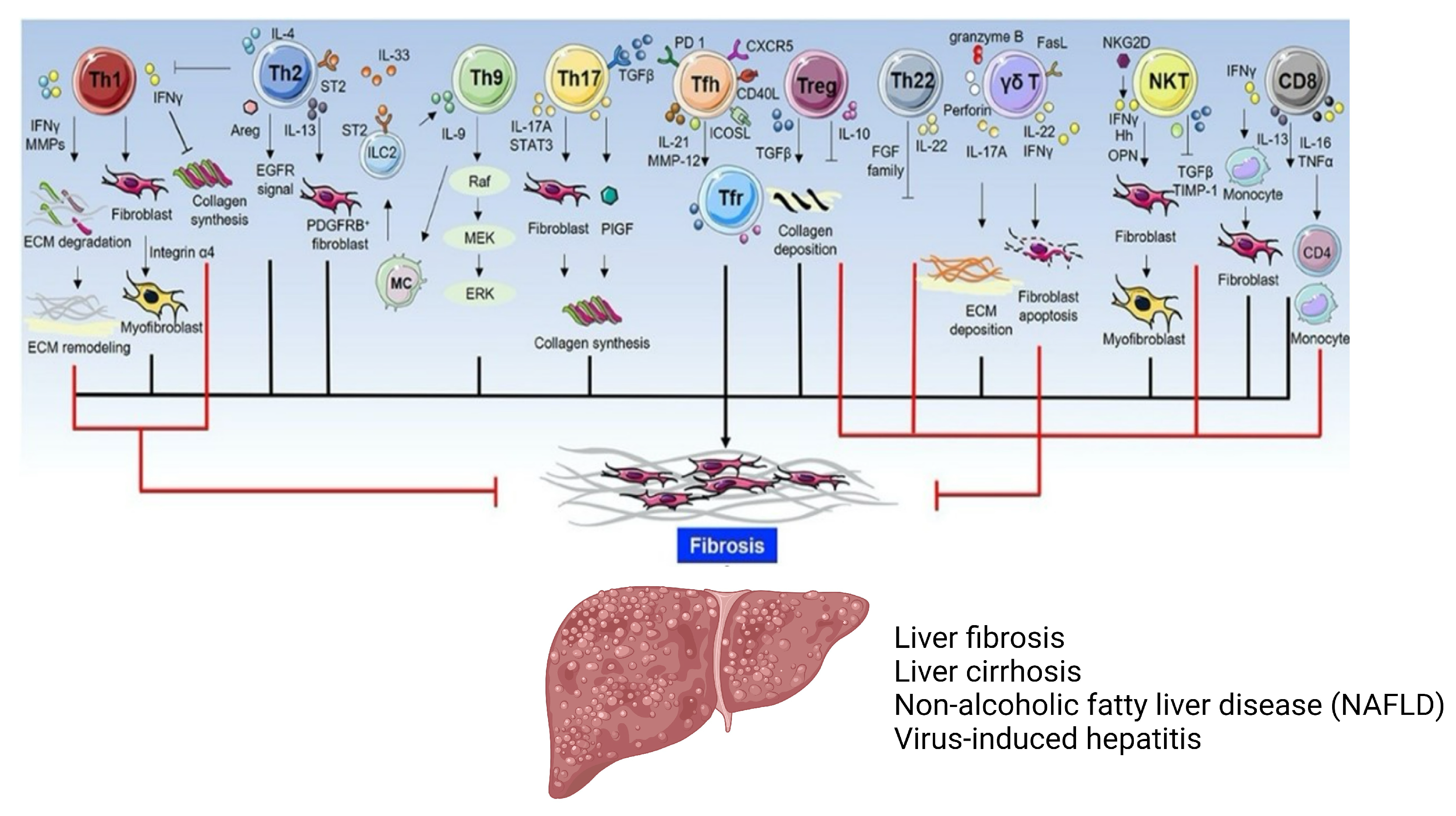 Immuno 03 00023 g003 Immuno 03 00023 g003
