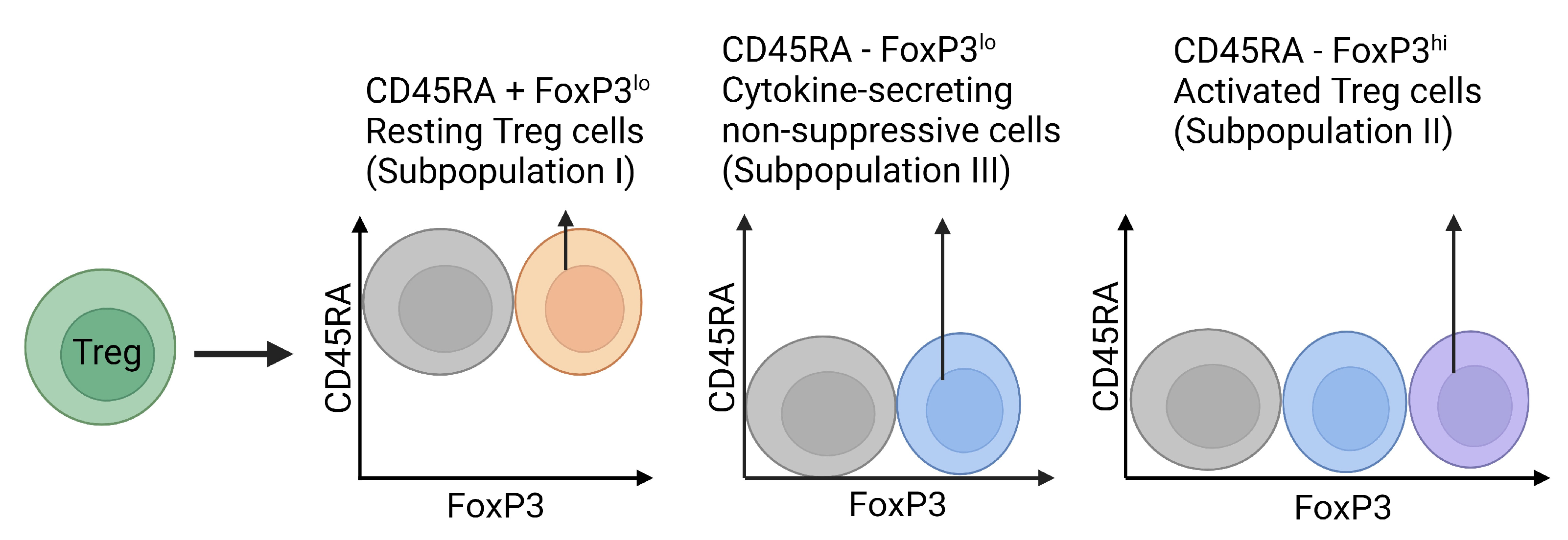 Immuno 03 00023 g005 Immuno 03 00023 g005