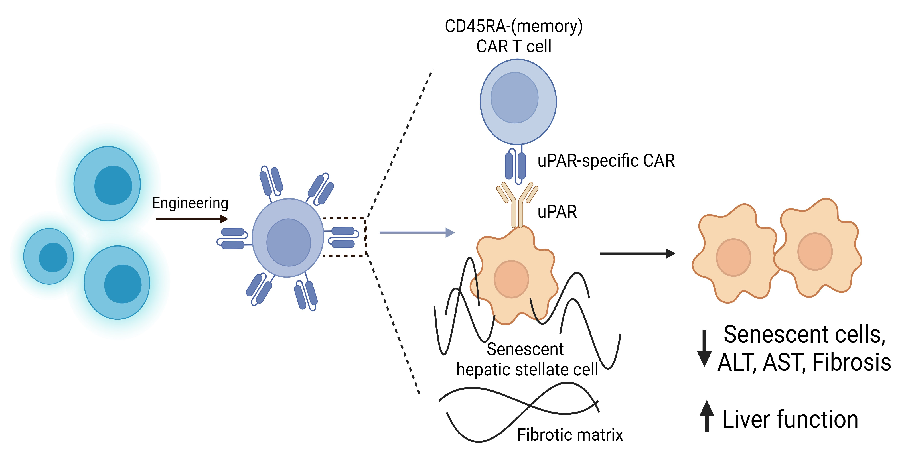 Immuno 03 00023 g008 Immuno 03 00023 g008