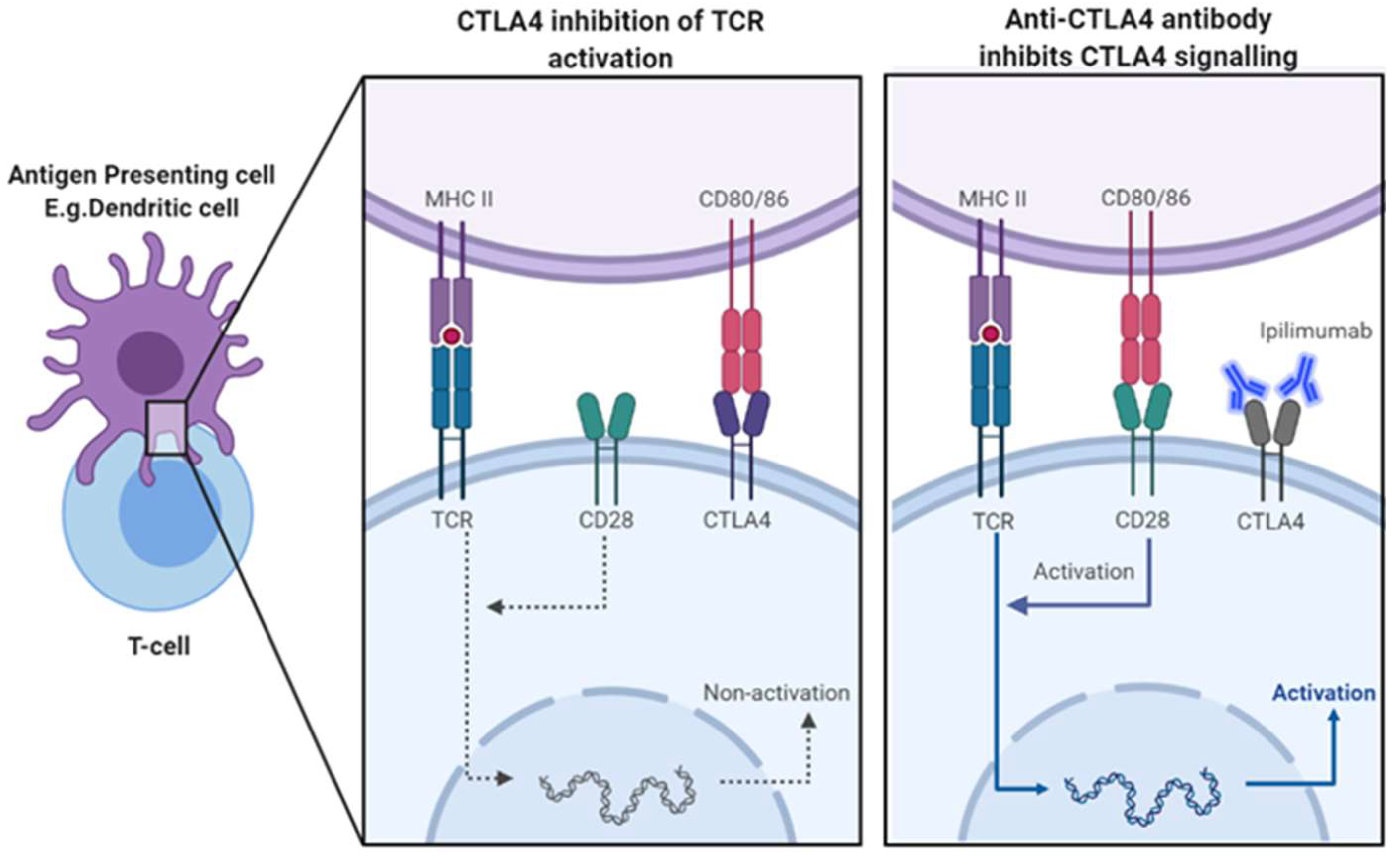 Immuno 04 00013 g002
