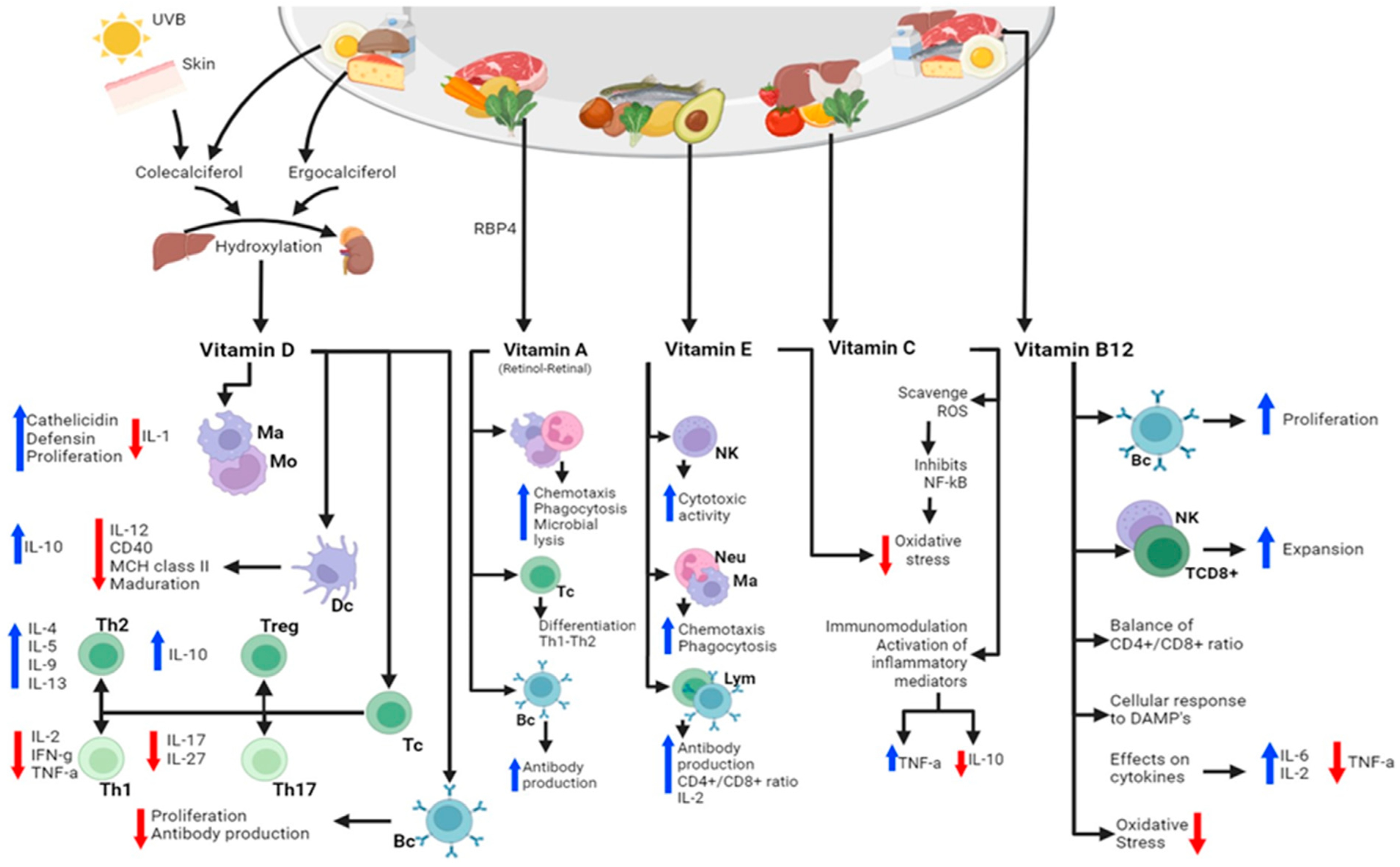 Immuno 04 00014 g002
