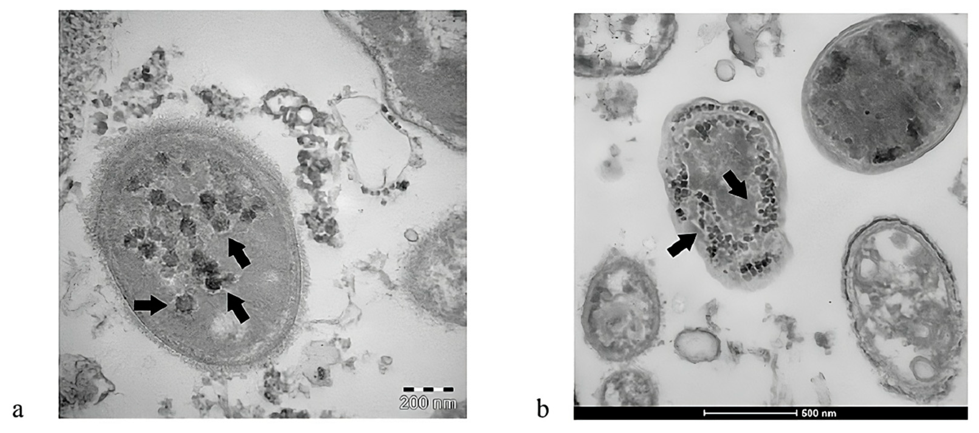 Immuno 04 00015 g002