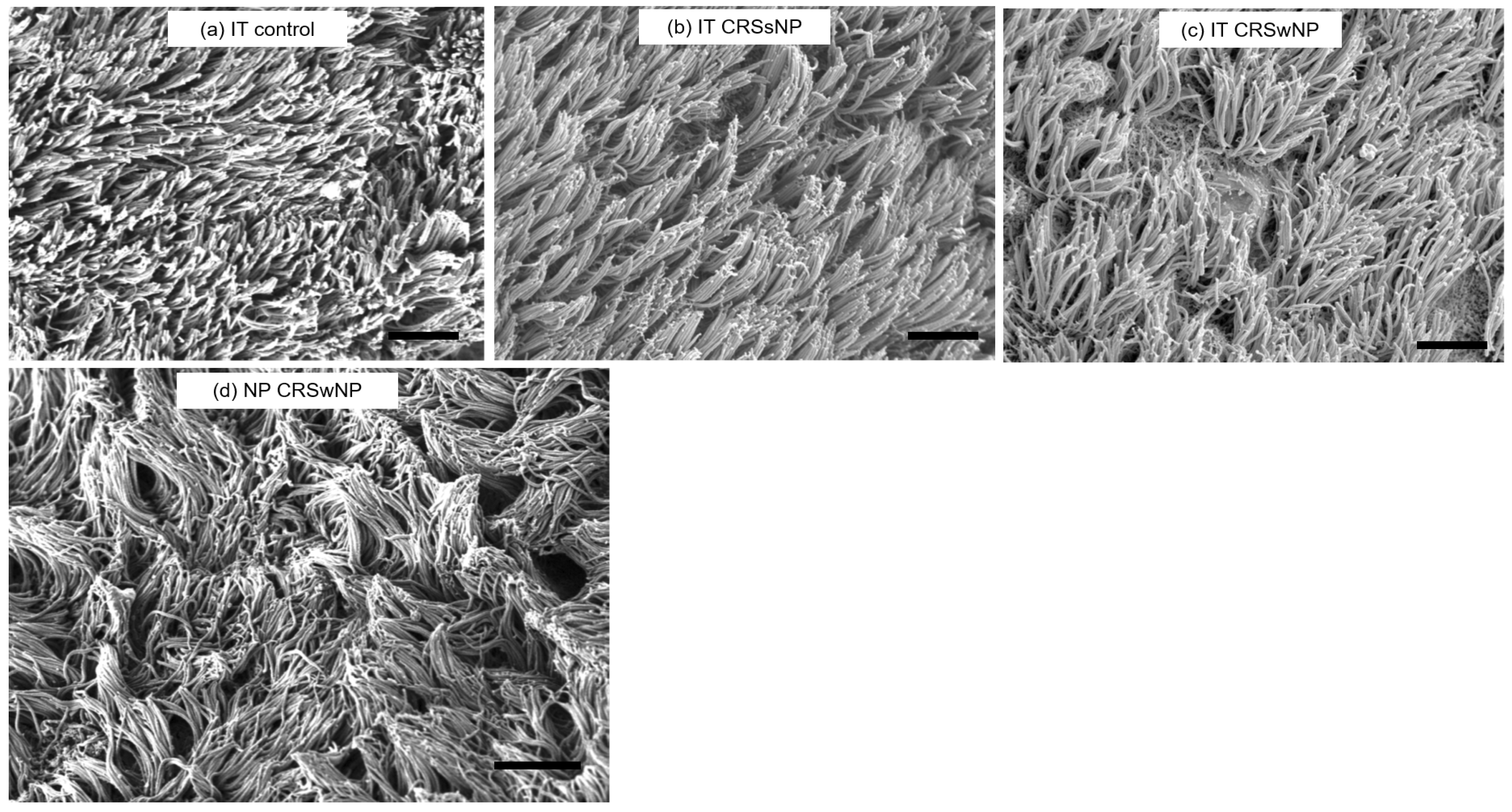 Immuno 04 00016 g003 Immuno 04 00016 g003