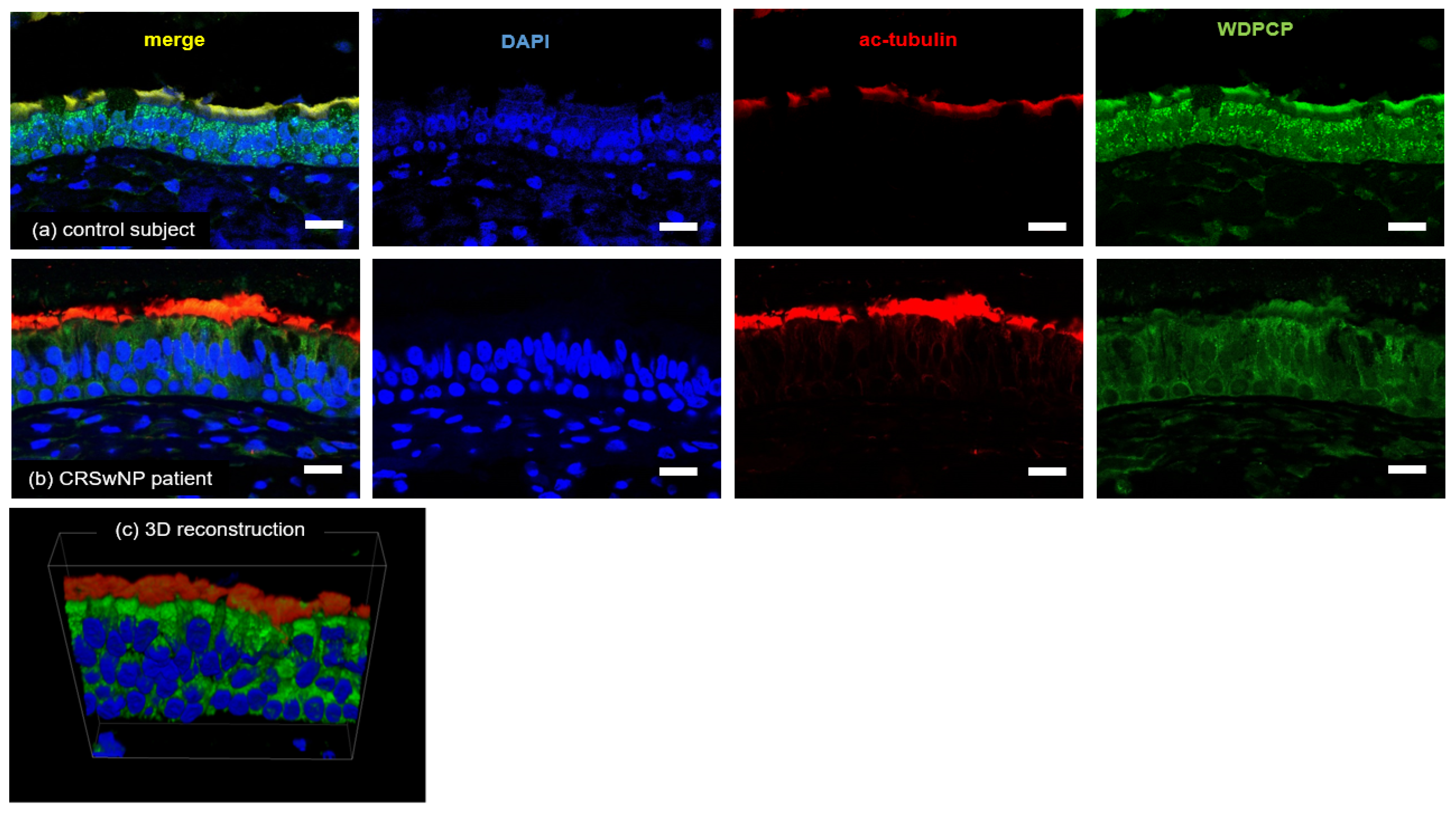 Immuno 04 00016 g008 Immuno 04 00016 g008