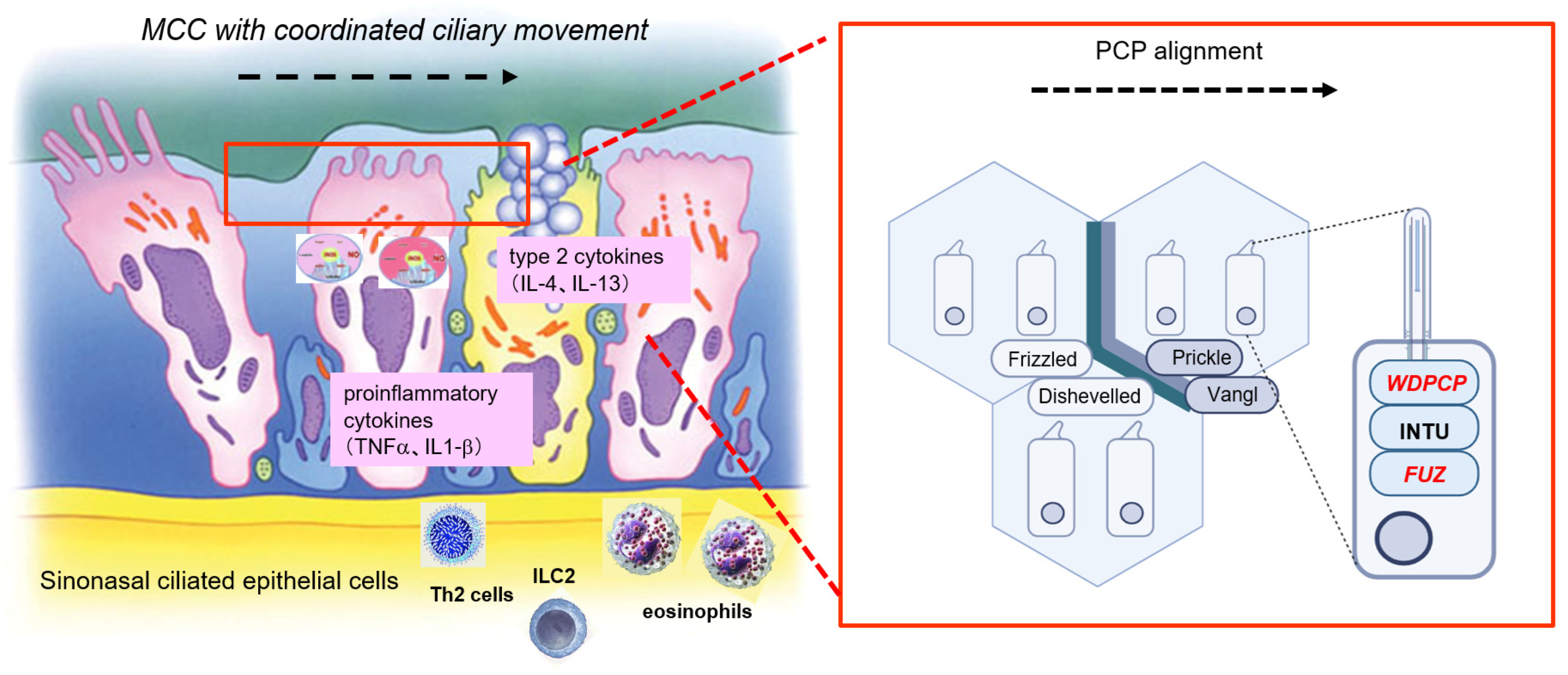 Immuno 04 00016 g009 Immuno 04 00016 g009