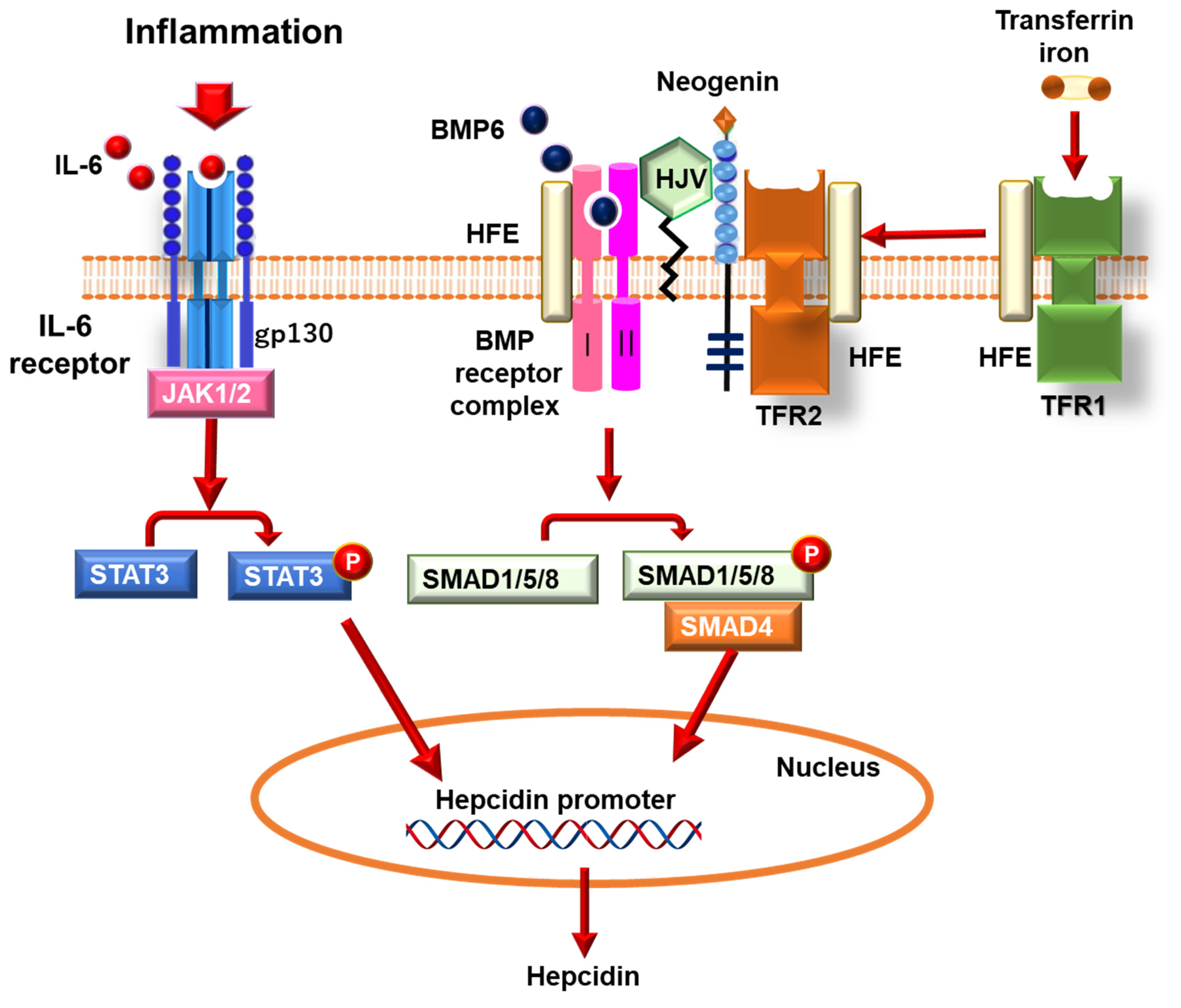 Immuno 04 00017 g002