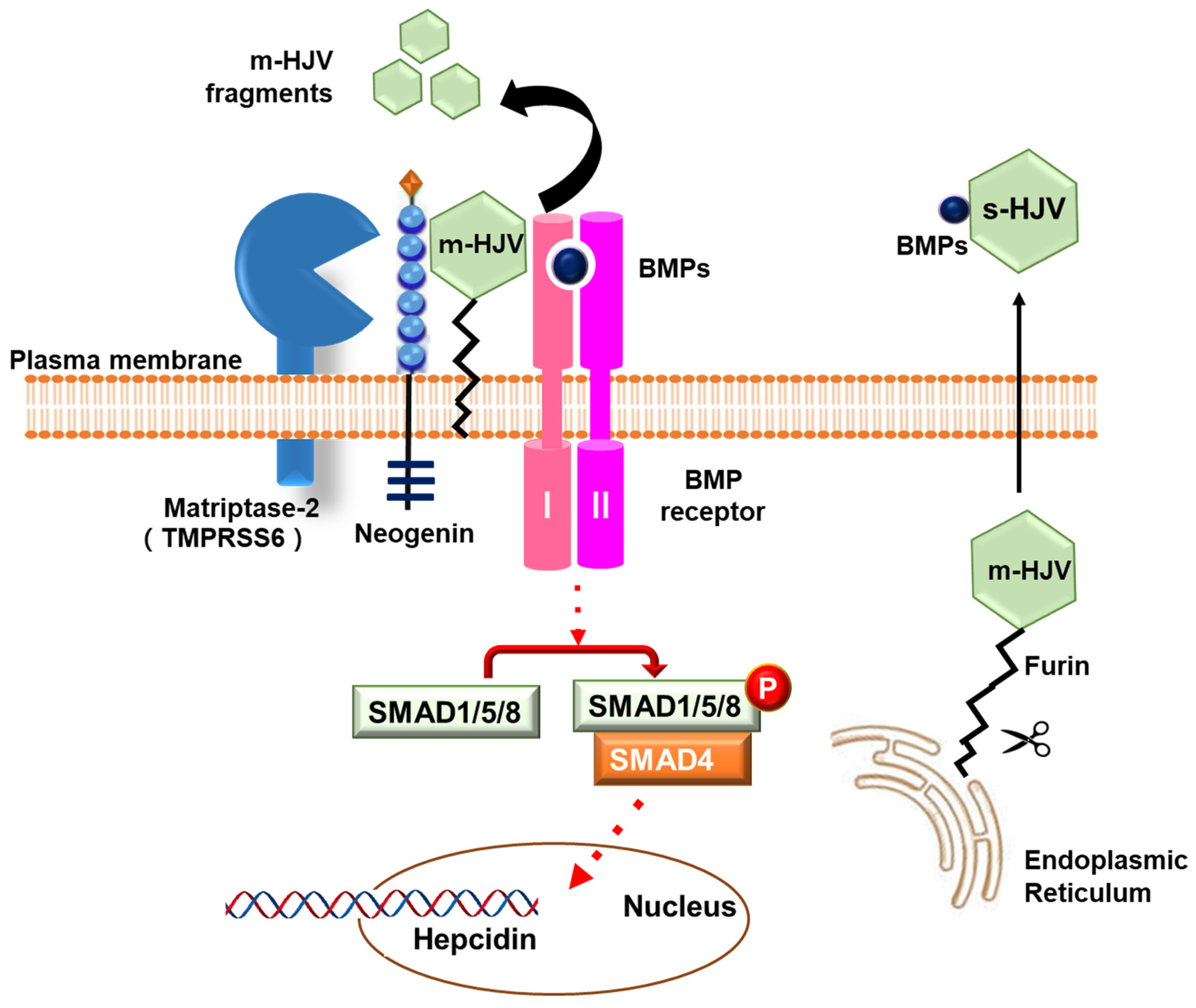 Immuno 04 00017 g003
