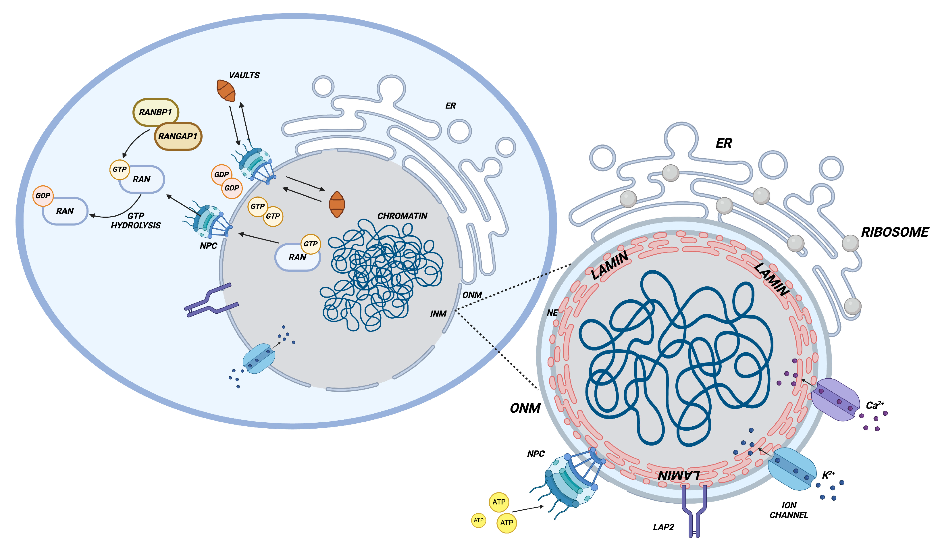 Immuno 04 00032 g002