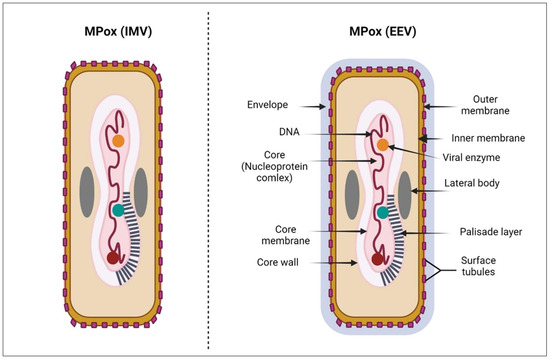 Mpox Virus Infection and Vaccination: Immunopathogenesis and