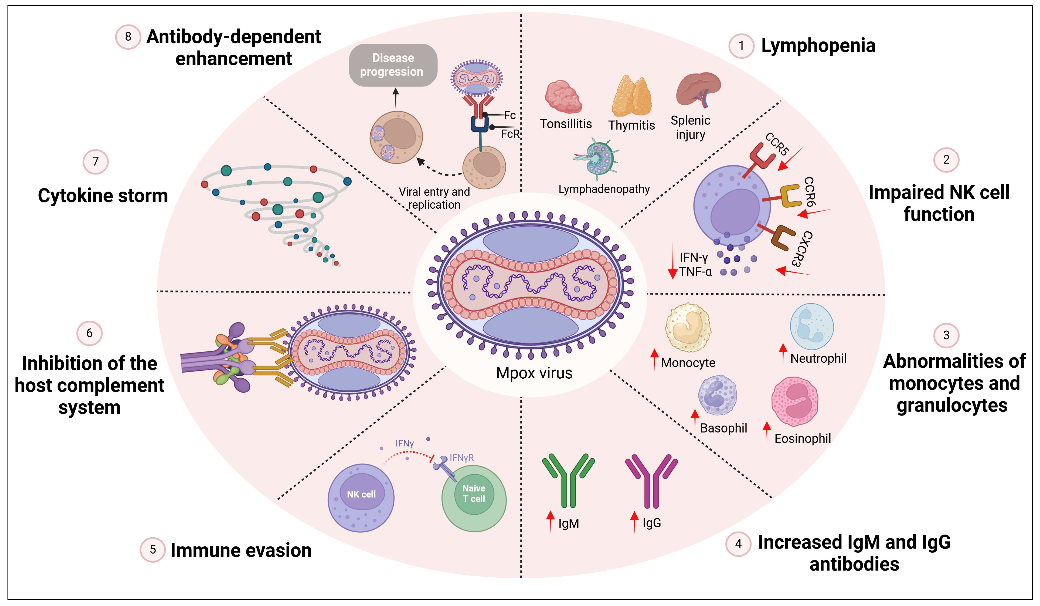 Mpox Virus Infection and Vaccination: Immunopathogenesis and