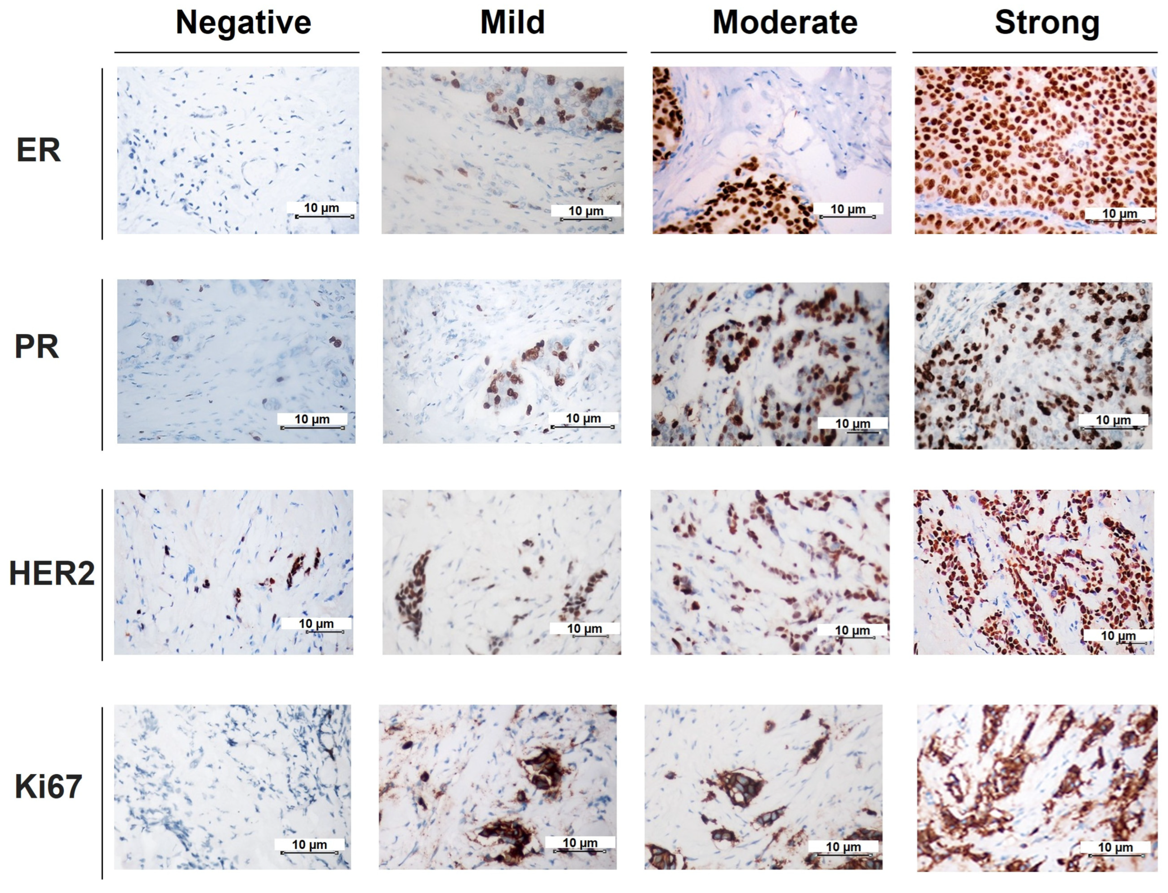 Immuno 05 00001 g001