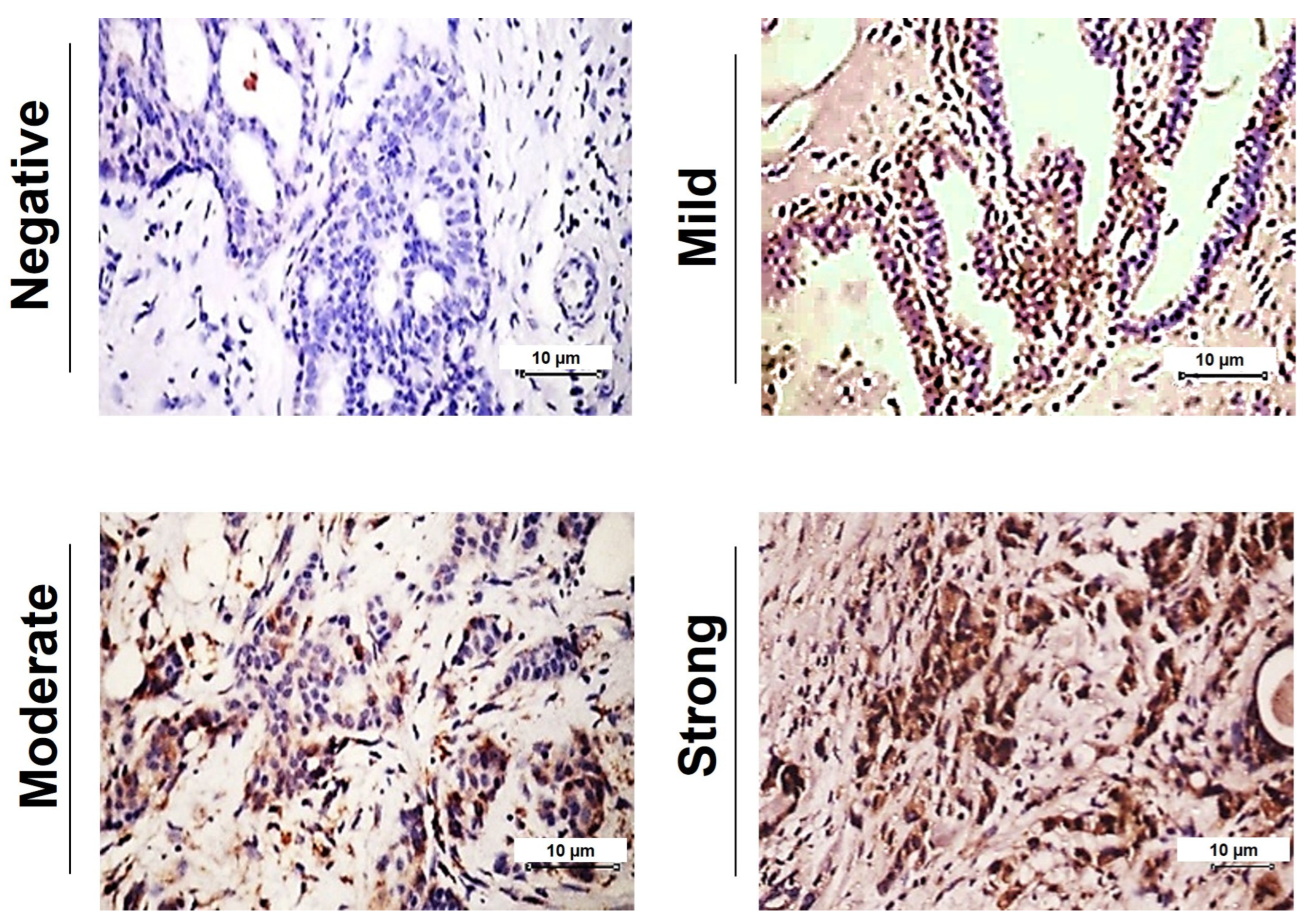 Immuno 05 00001 g002