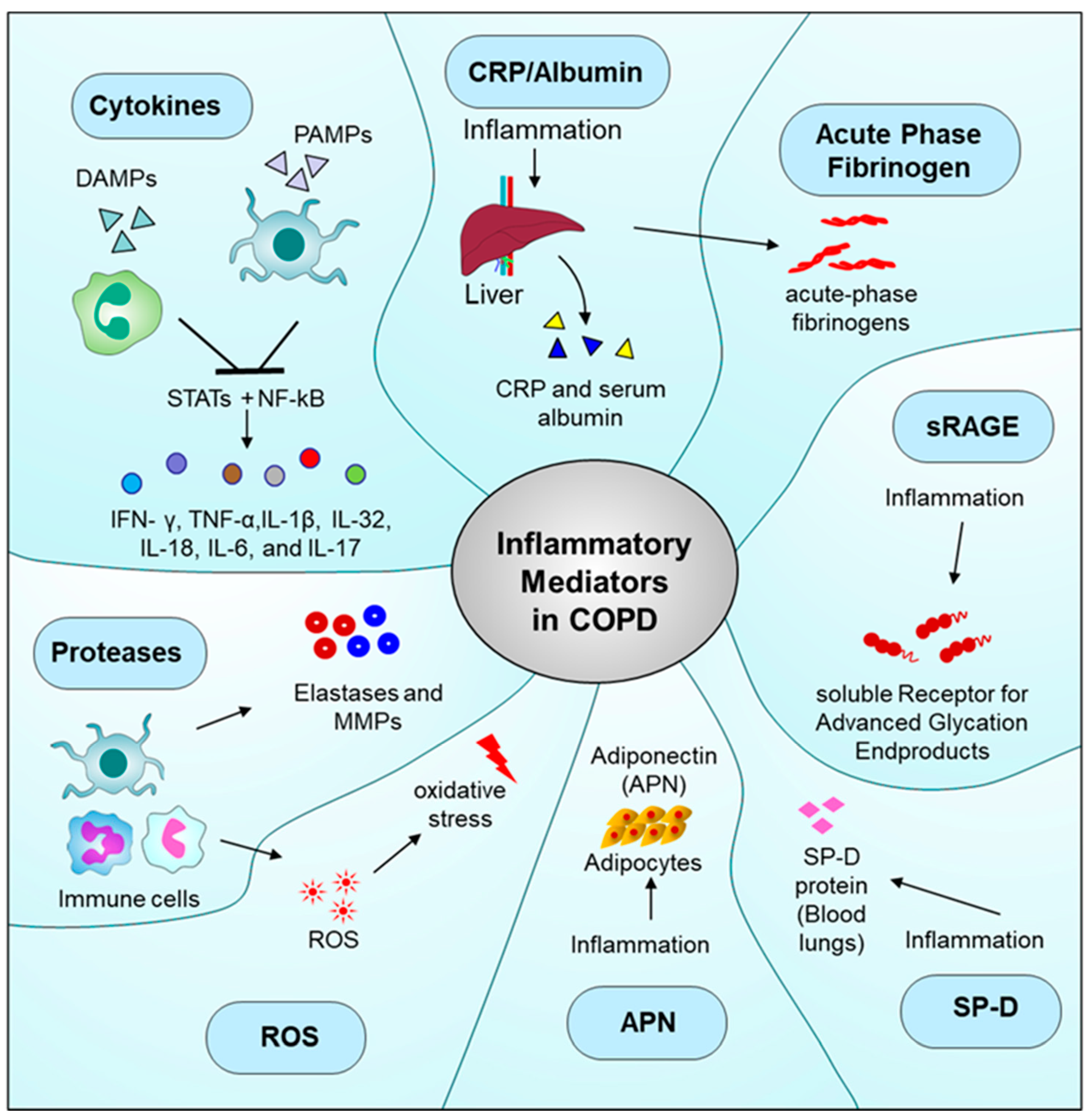 Immuno 05 00013 g003