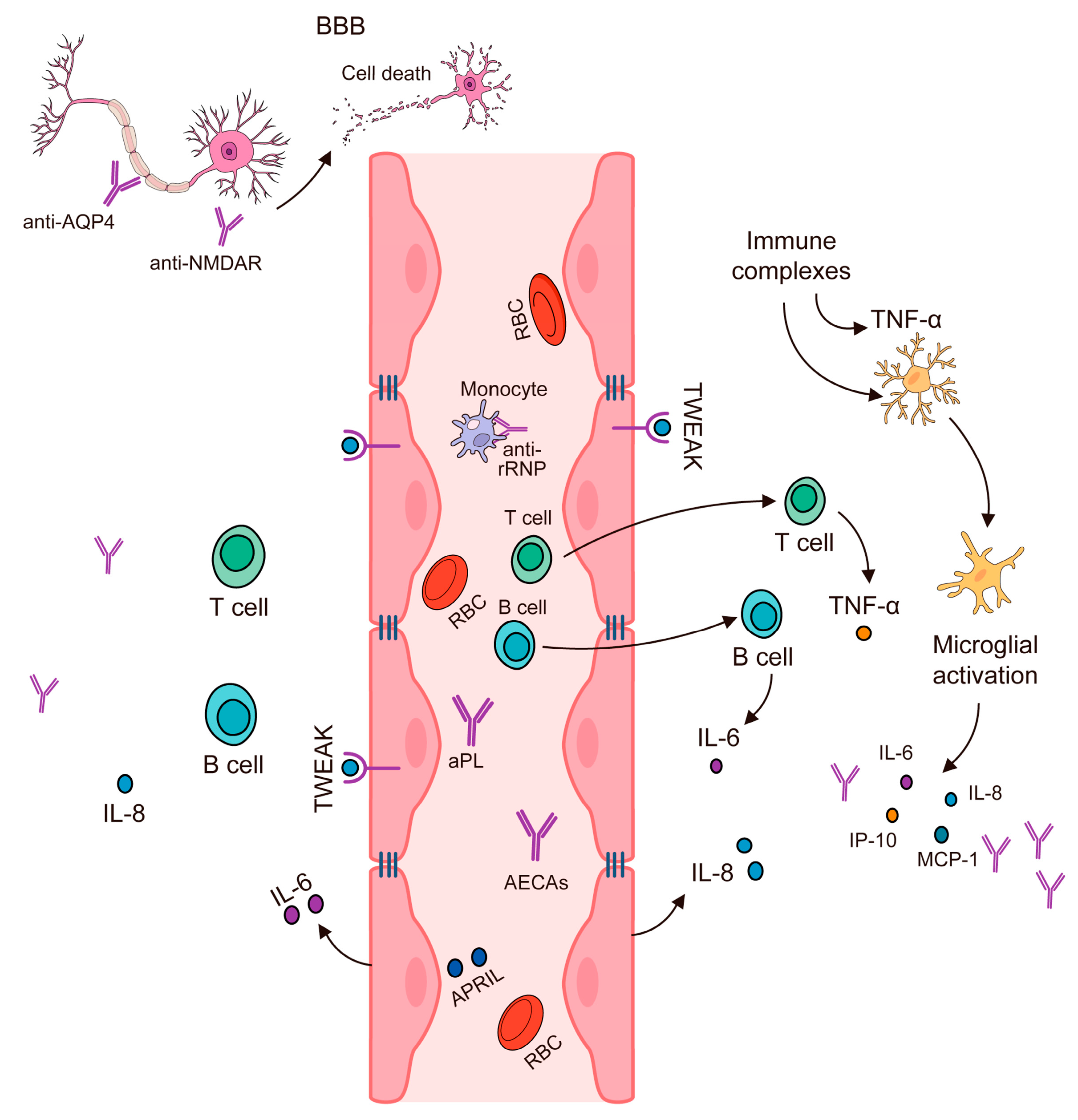 Immuno 05 00018 g001