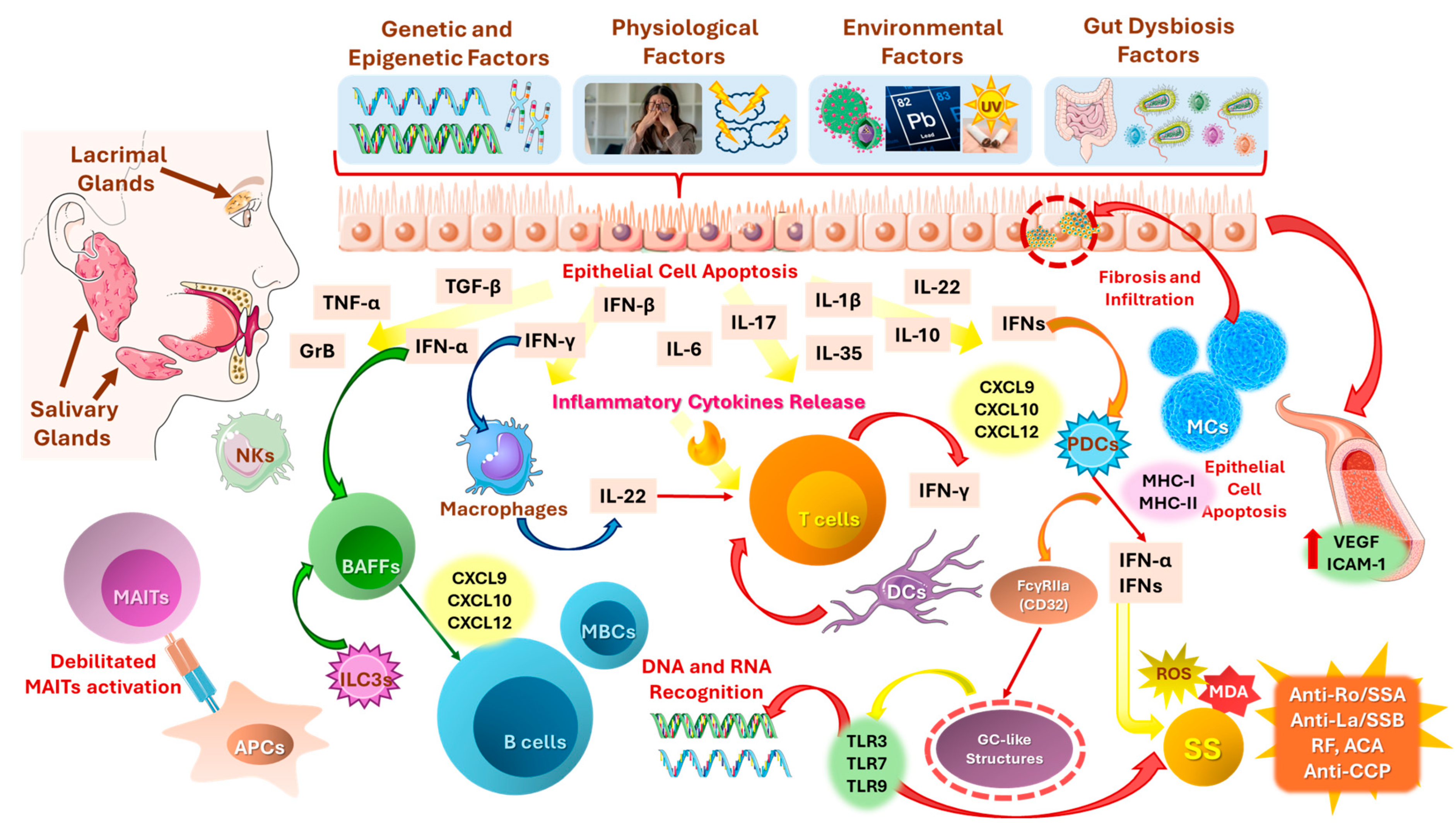 Immuno 05 00024 g004
