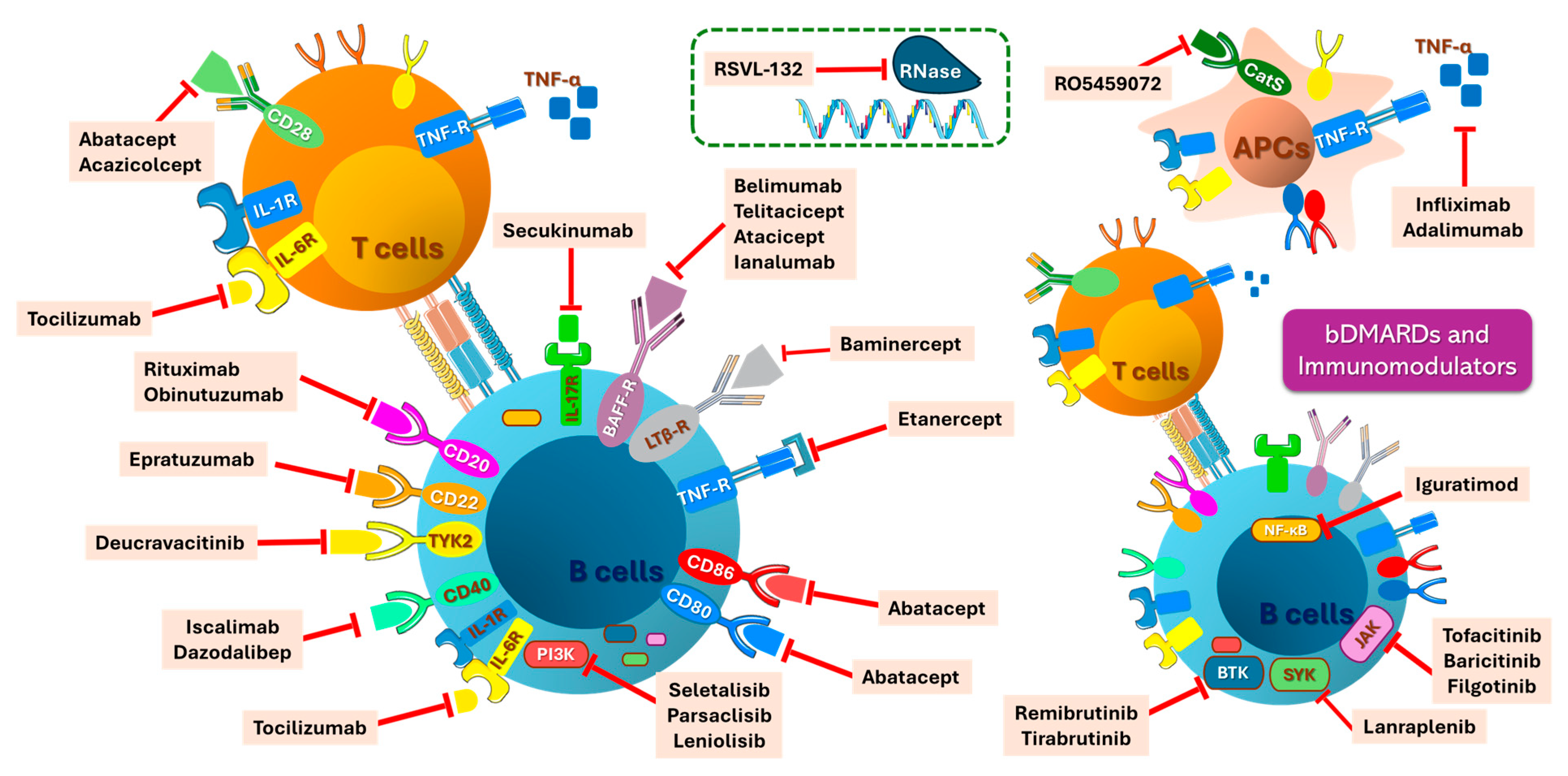 Immuno 05 00024 g009