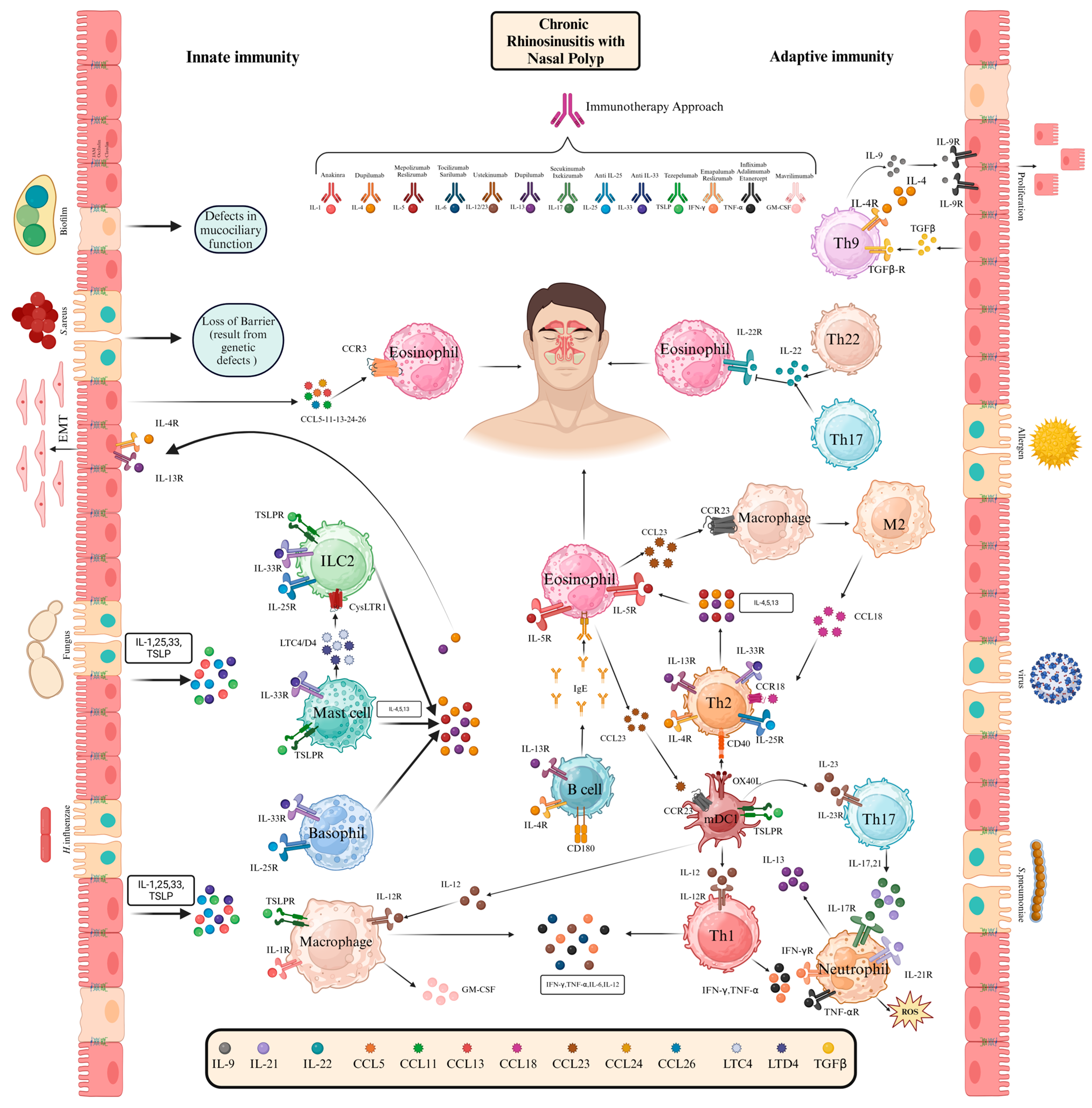 Immuno 05 00026 g001