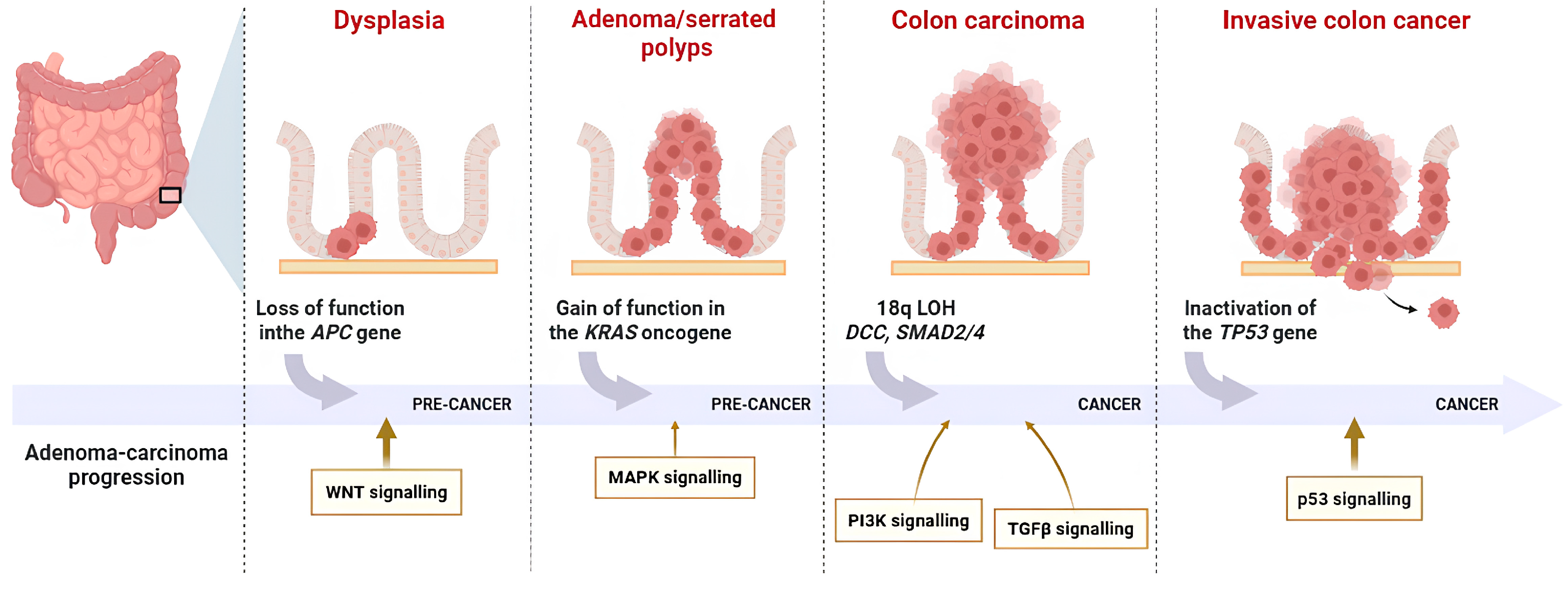Immuno 05 00031 g001