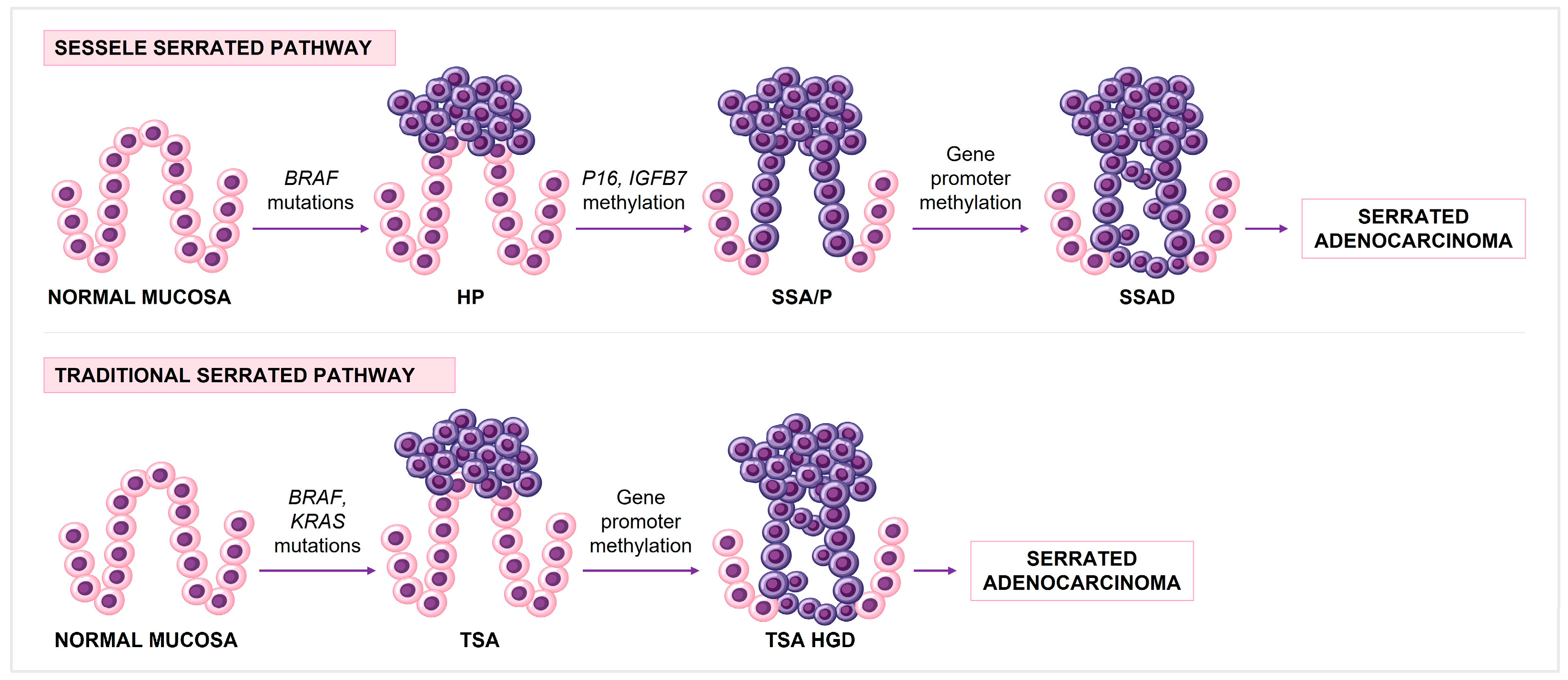 Immuno 05 00031 g002