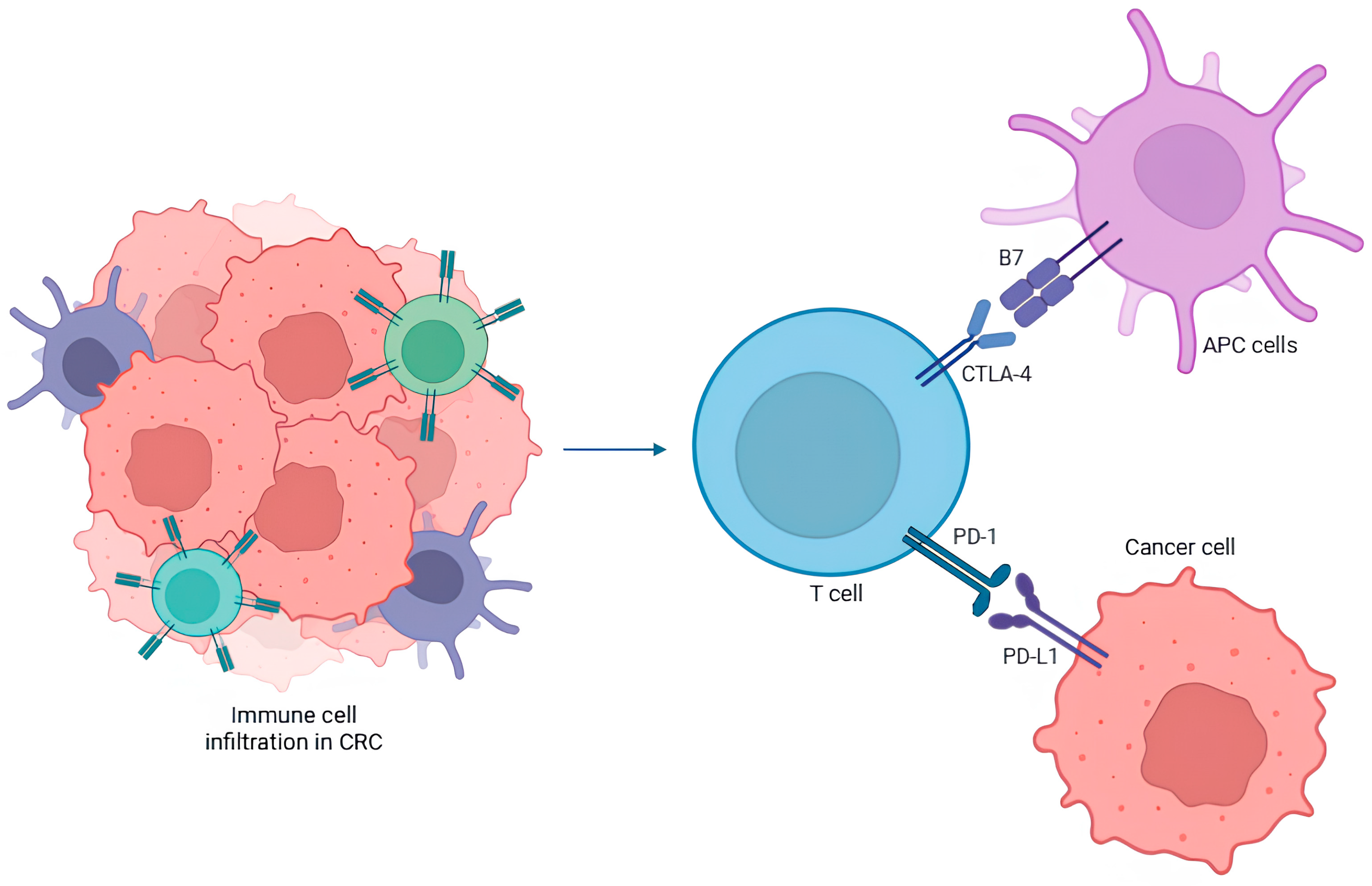 Immuno 05 00031 g003