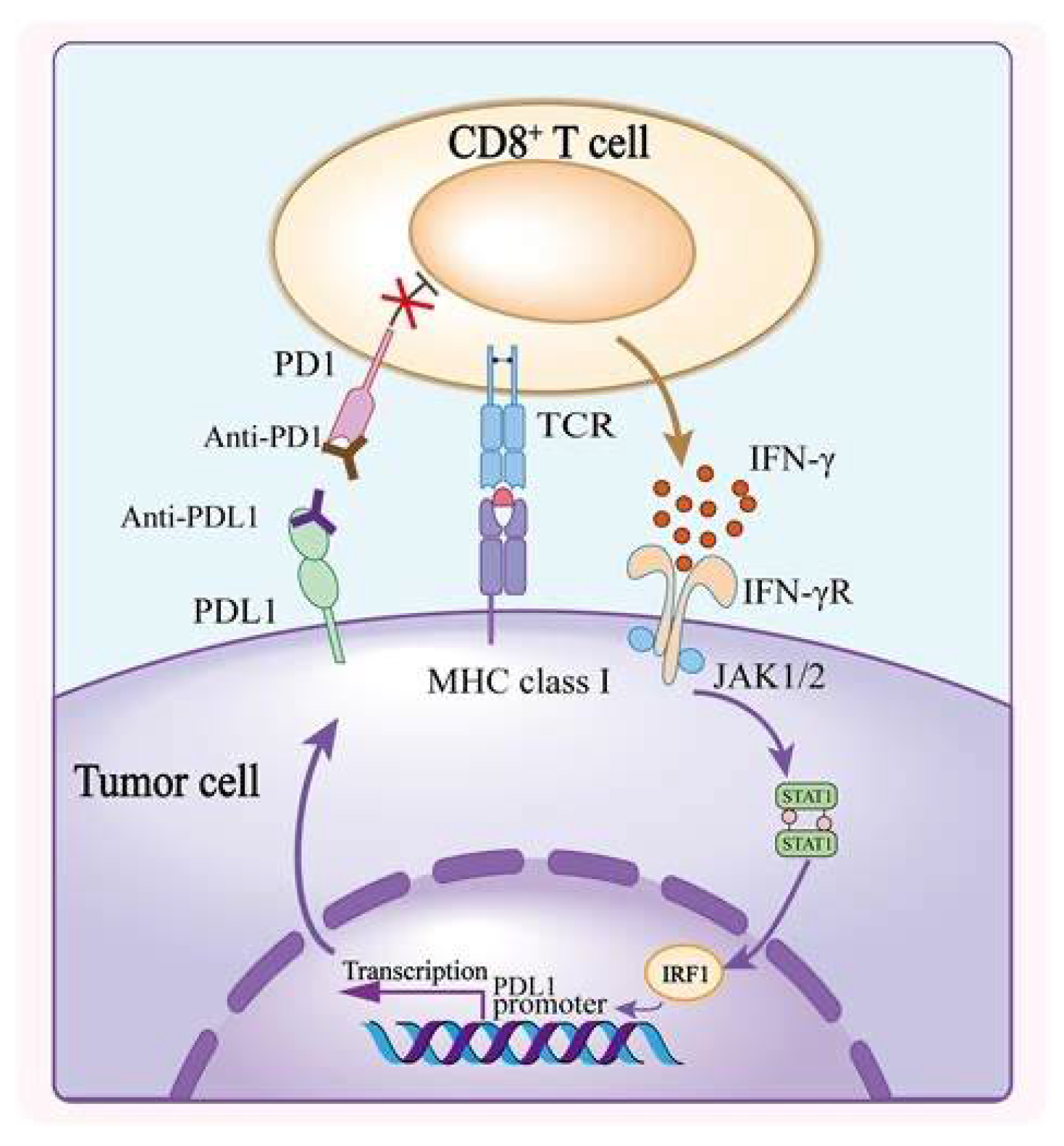 Immuno 05 00032 g002