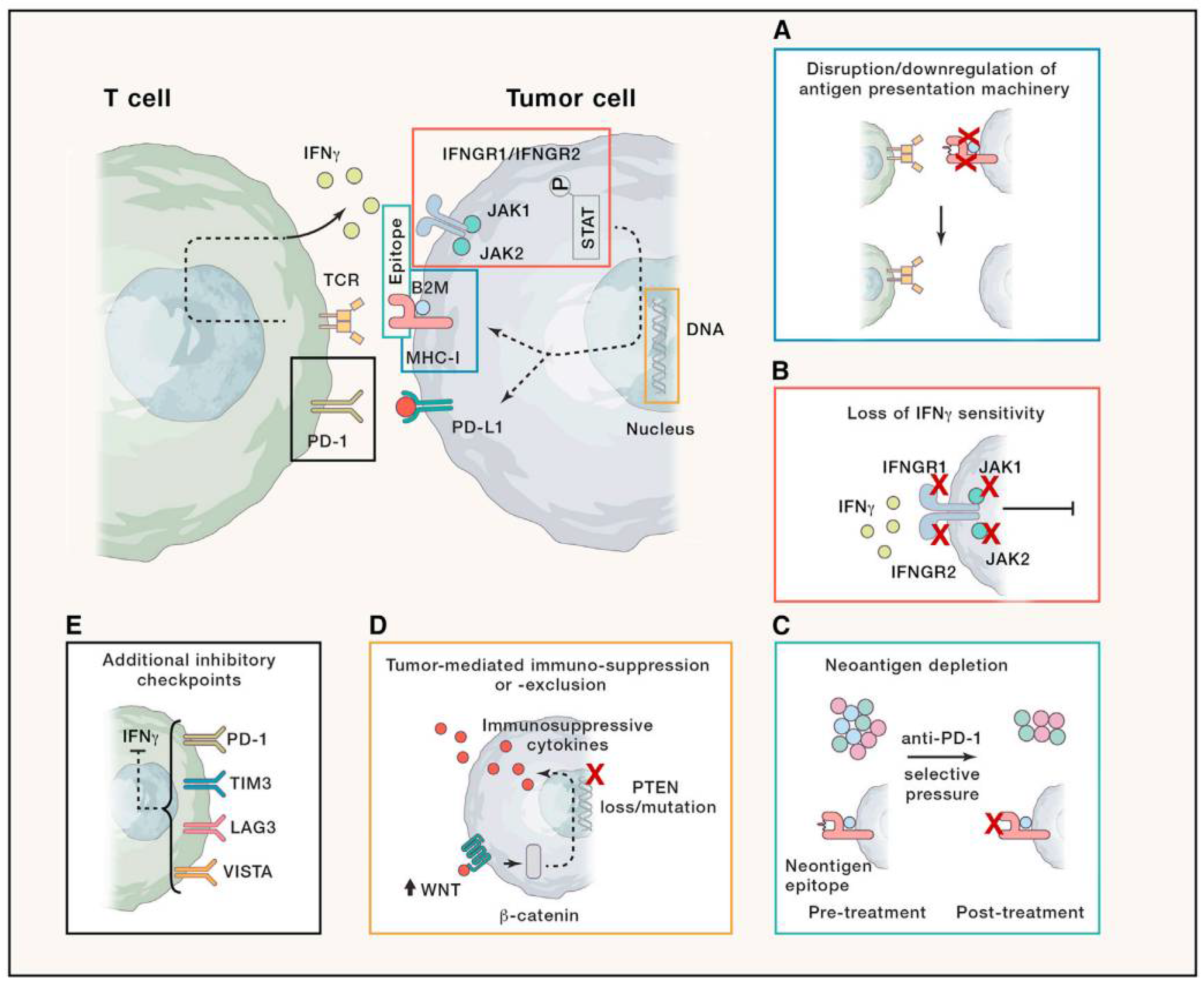 Immuno 05 00032 g003