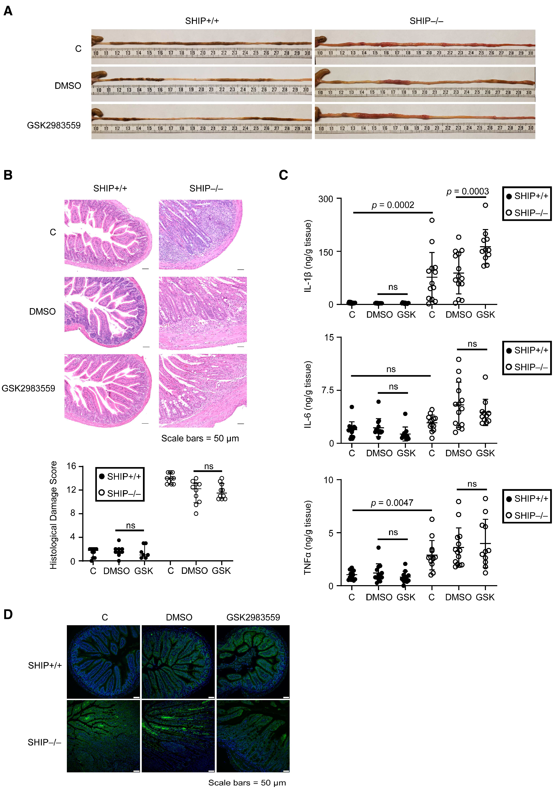 Immuno 05 00037 g004