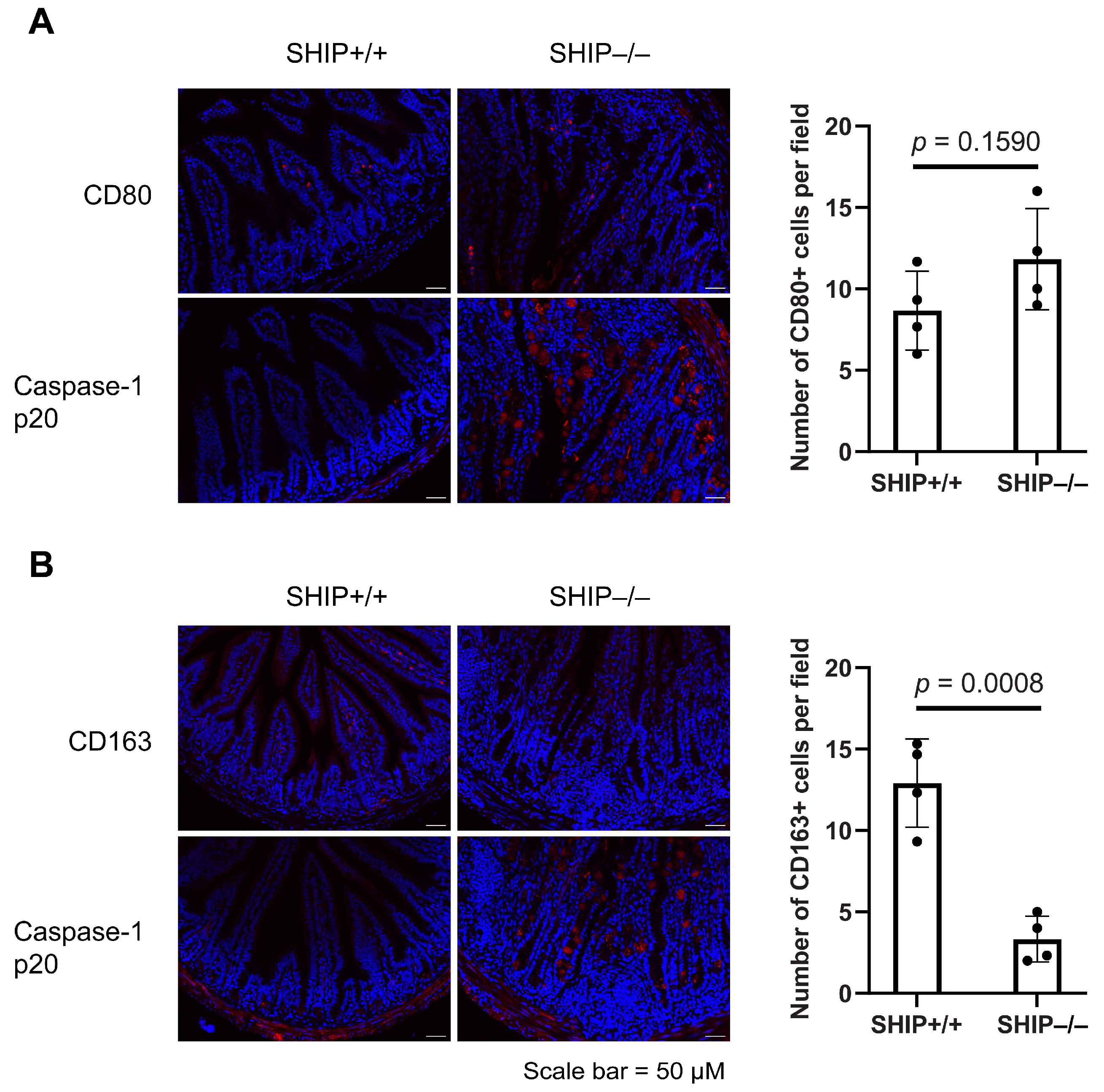 Immuno 05 00037 g006