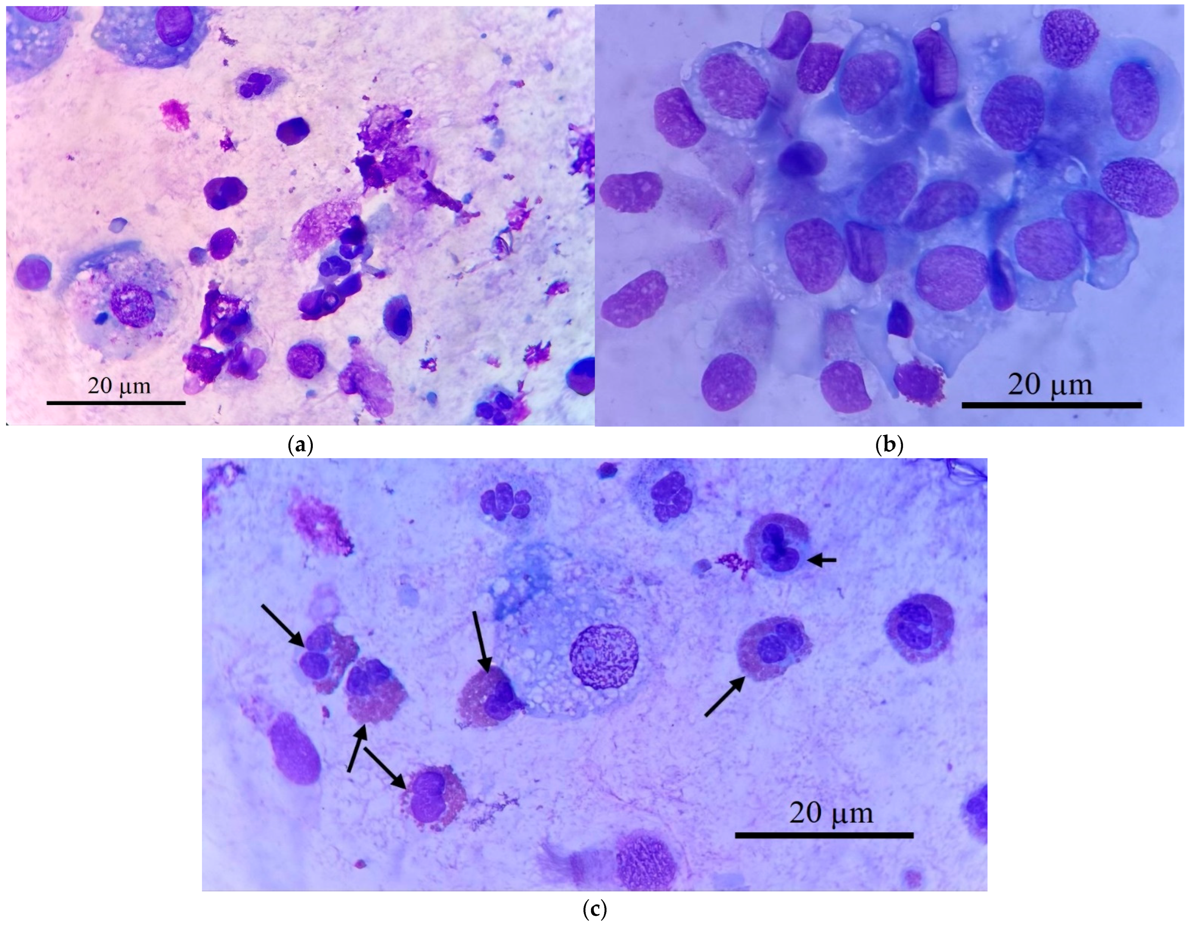 Immuno 05 00043 g002