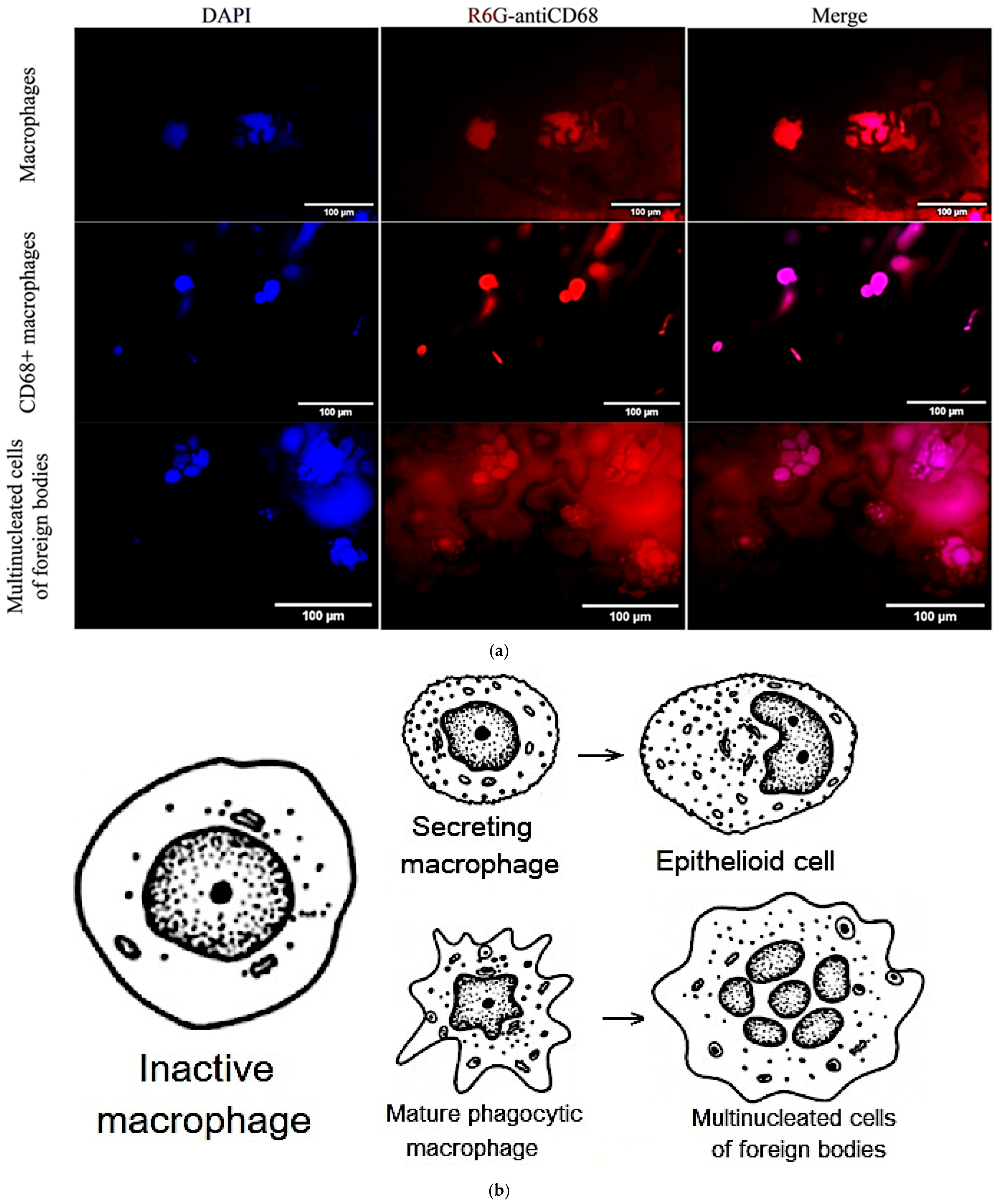 Immuno 05 00043 g003