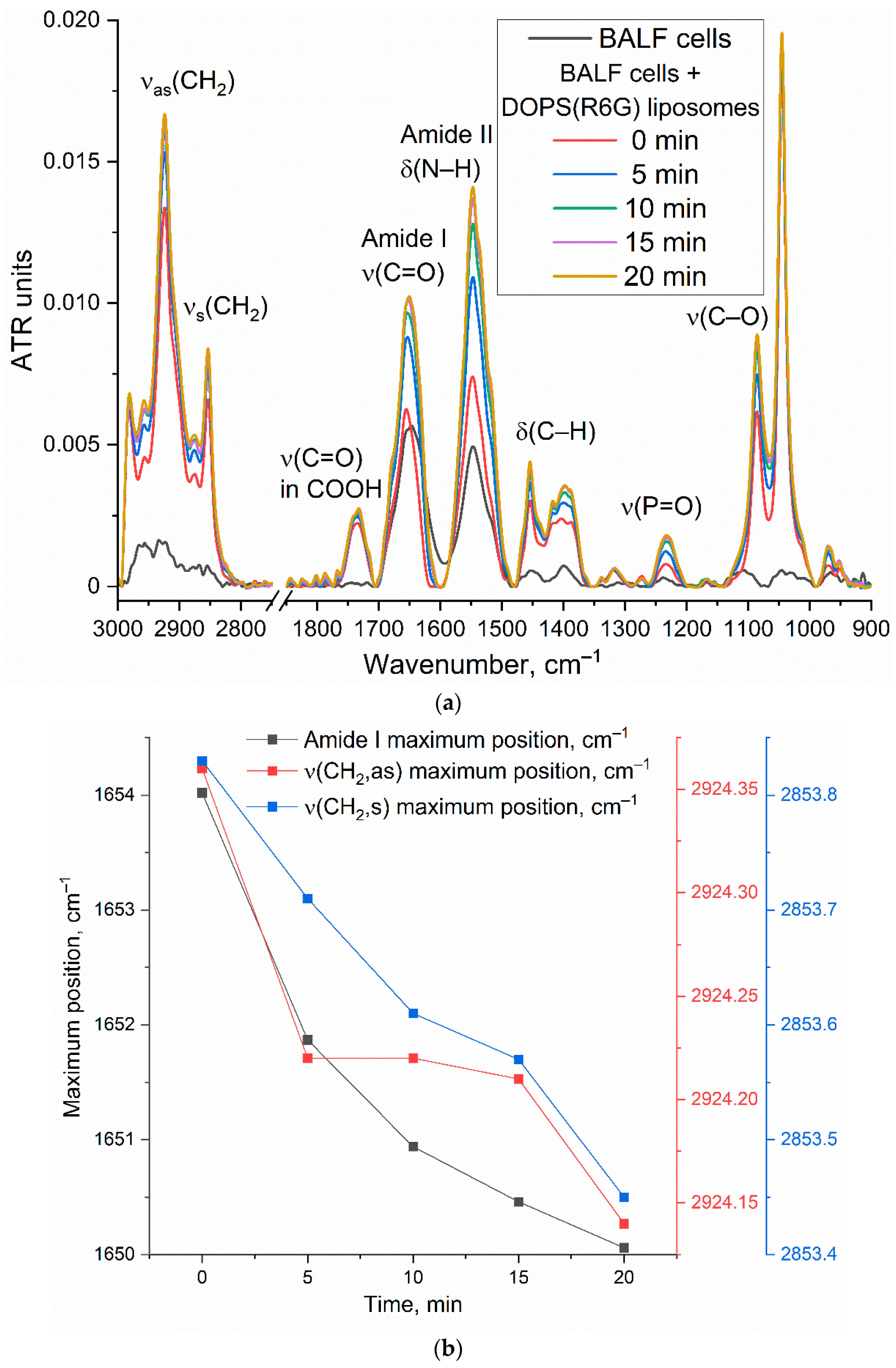Immuno 05 00043 g004