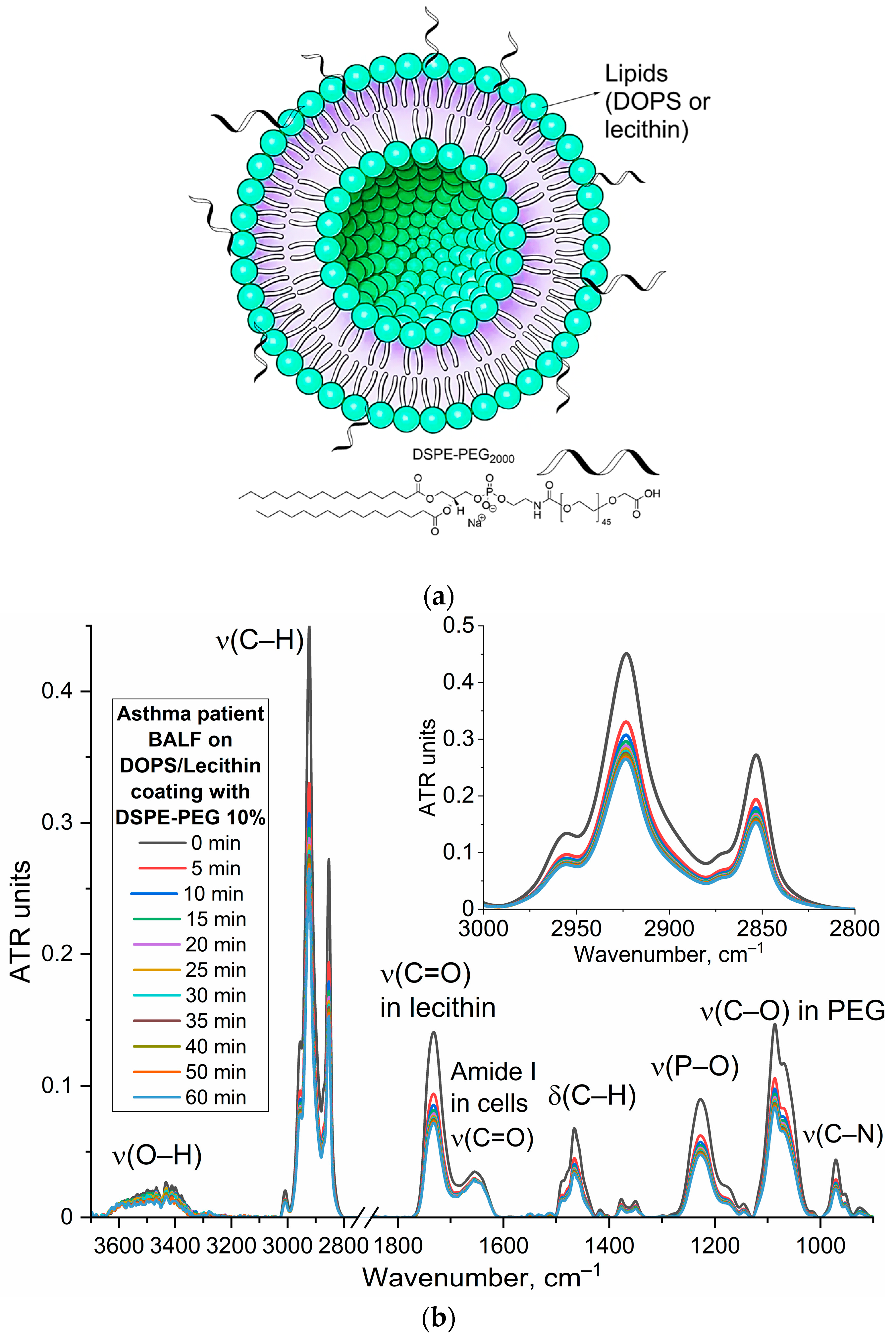 Immuno 05 00043 g006a