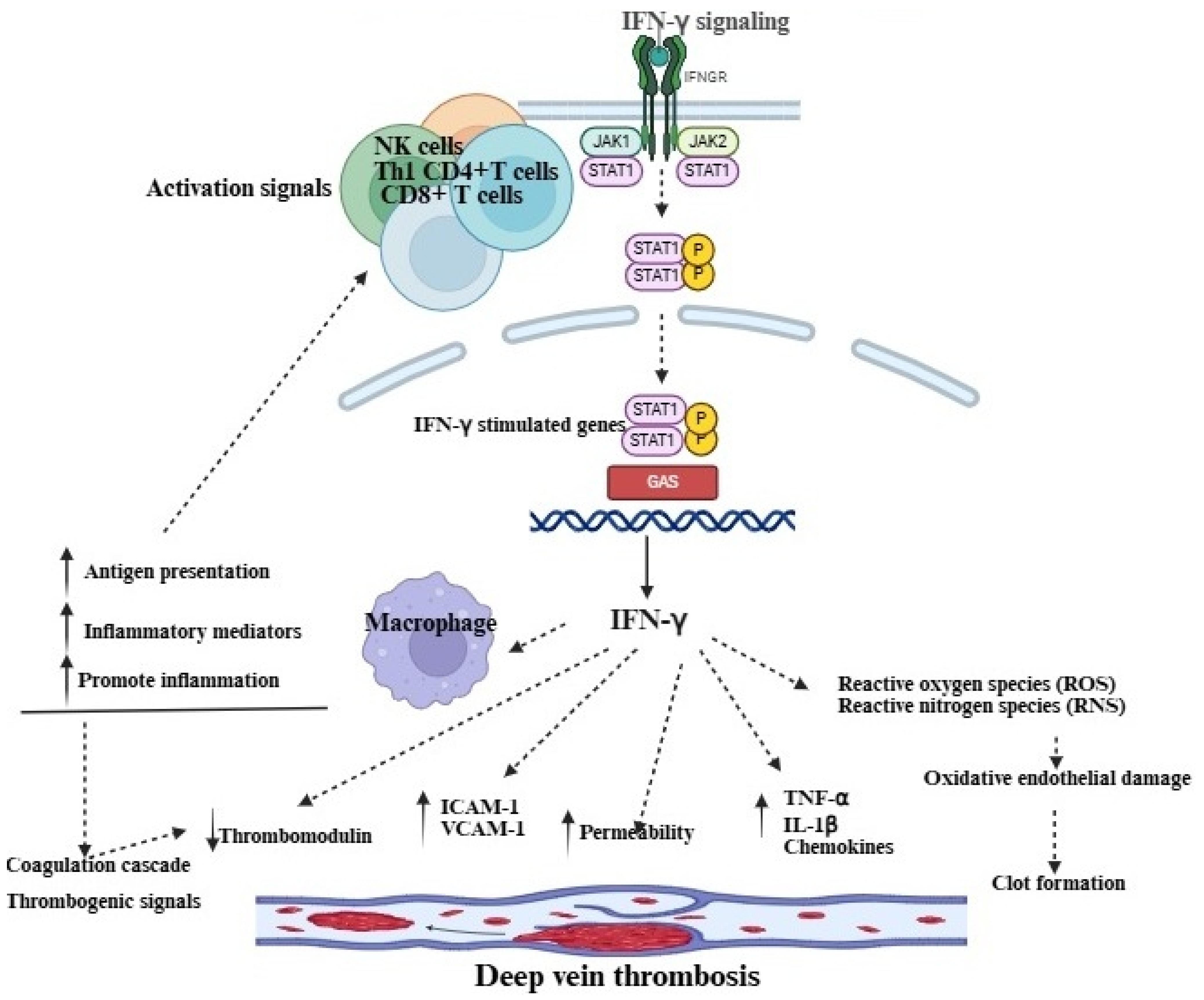 Immuno 05 00046 g001