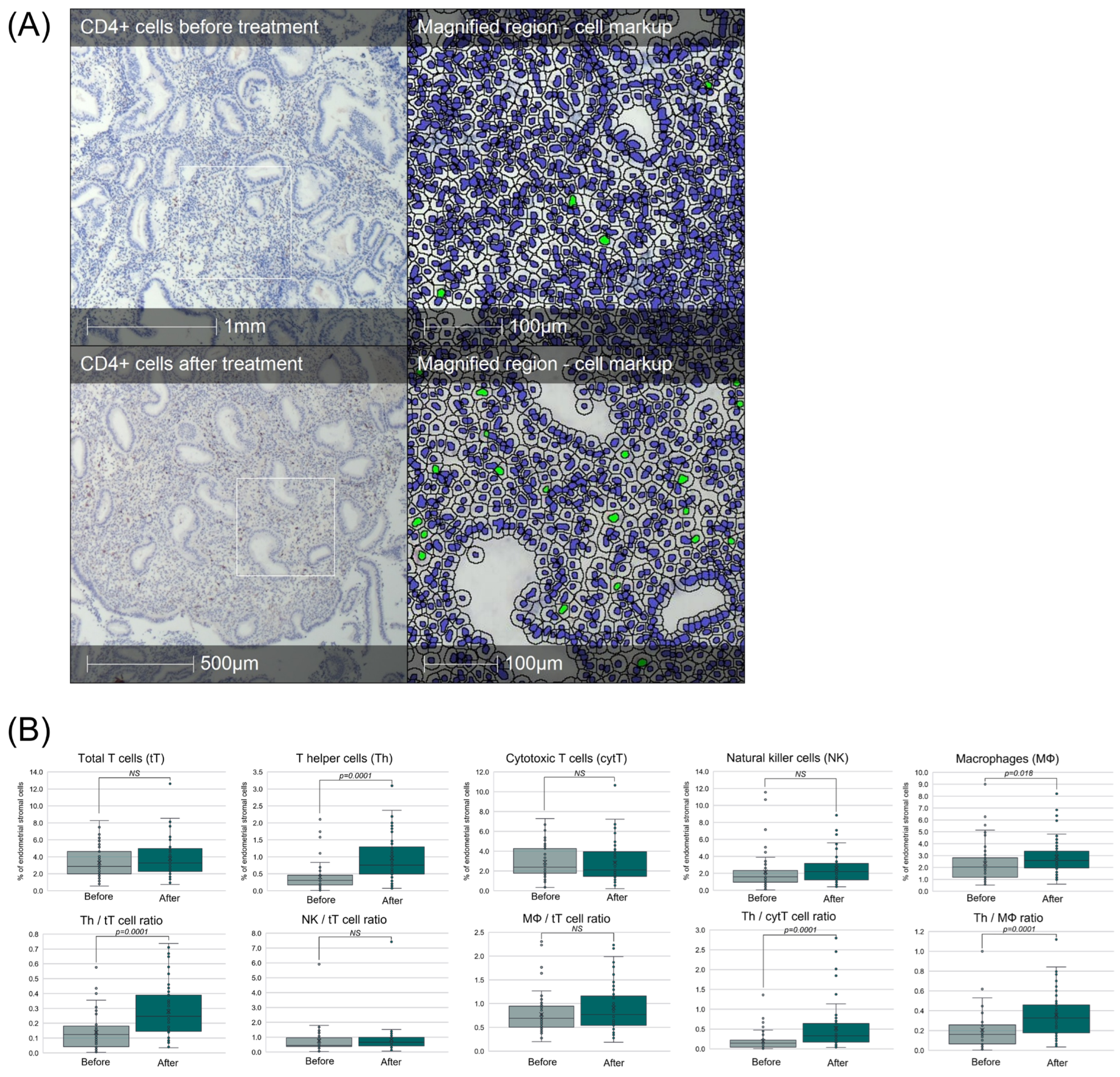 Immuno 05 00051 g004