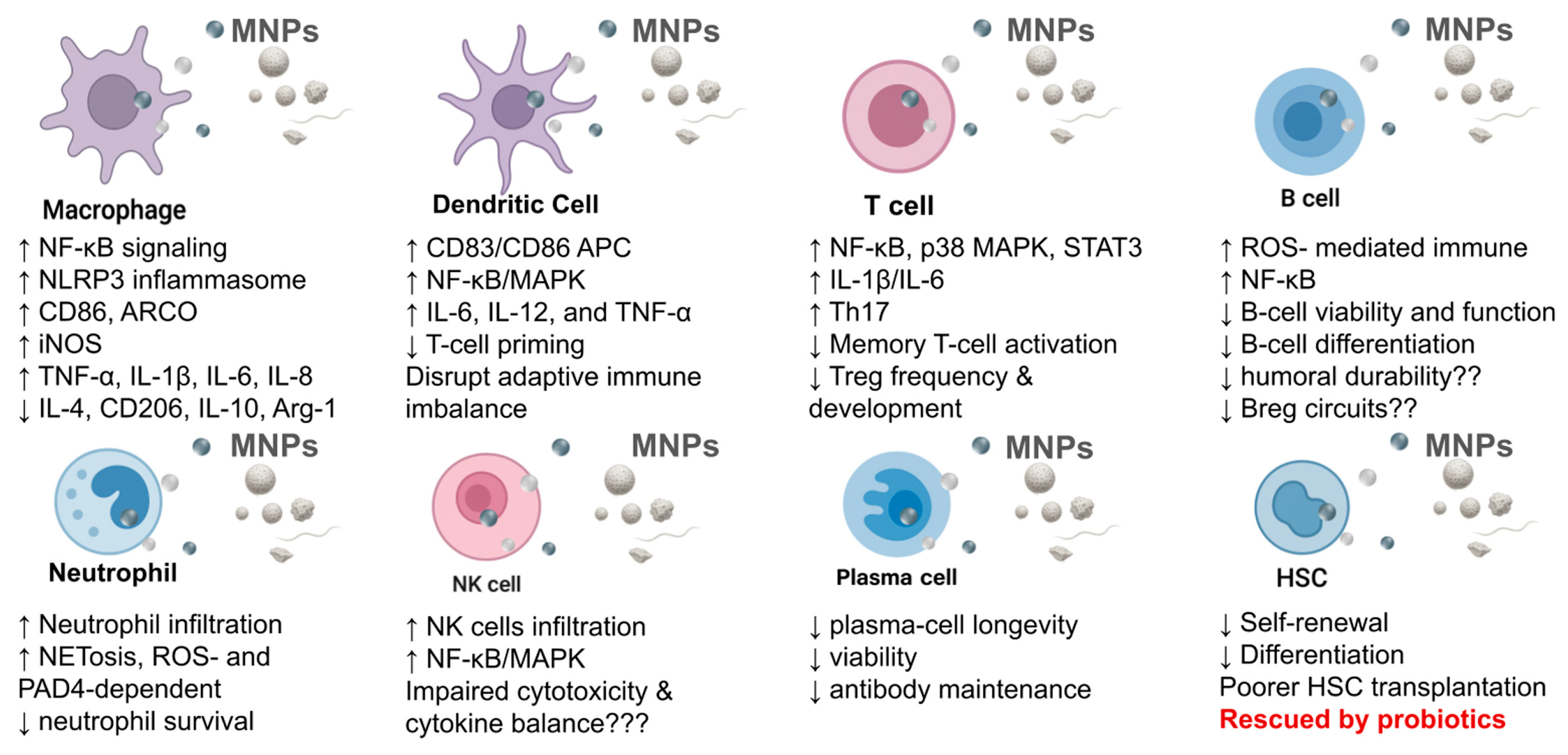 Immuno 05 00052 g002